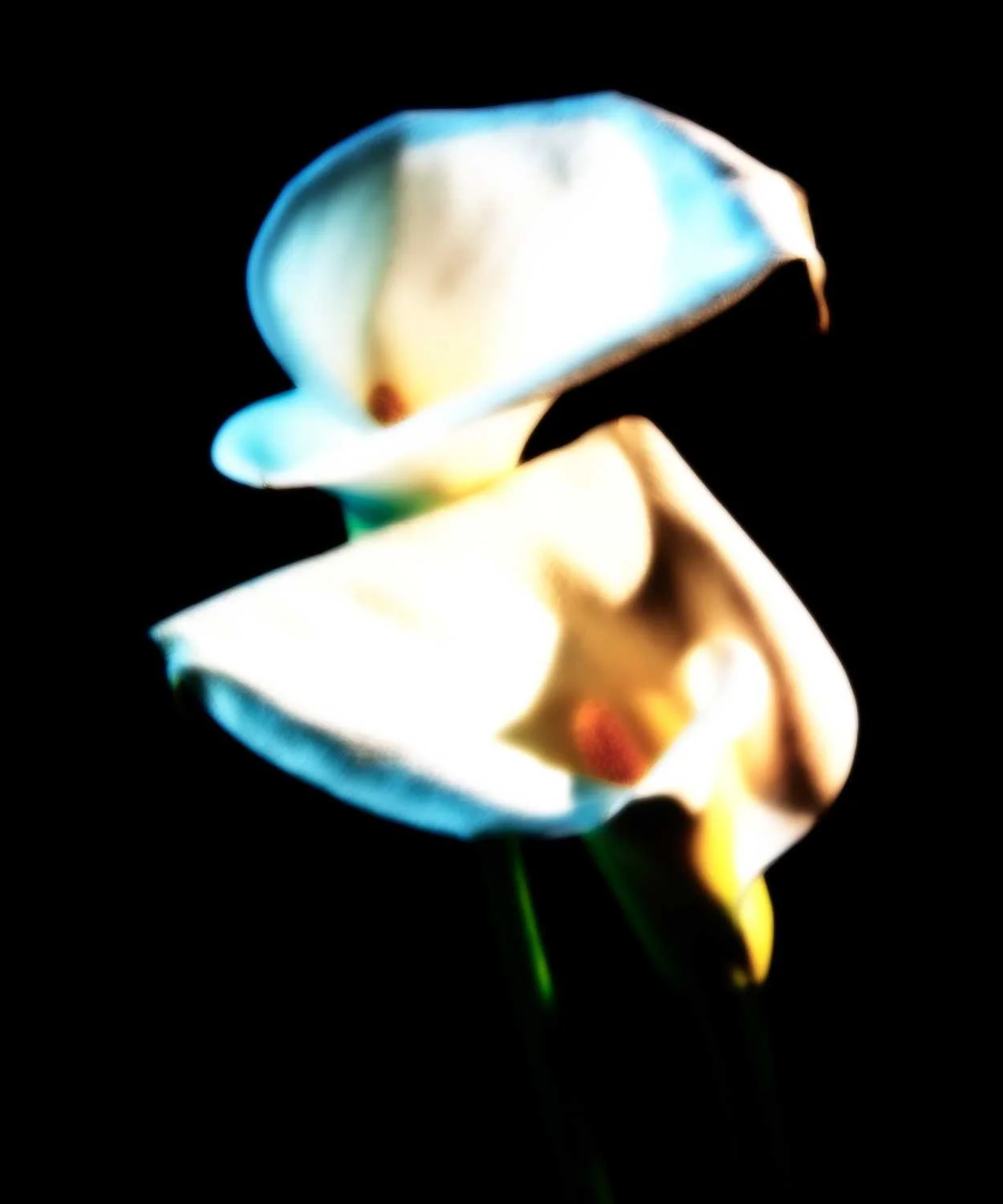 Calla XX