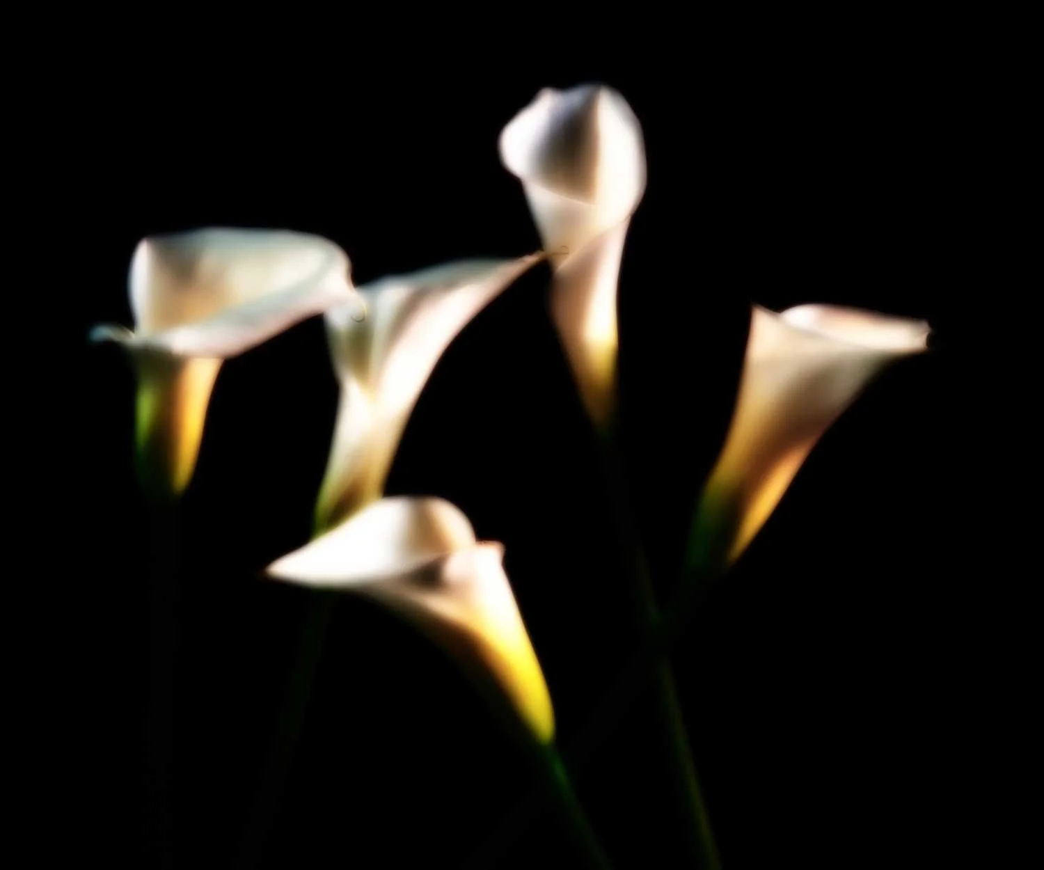 Calla XXIII