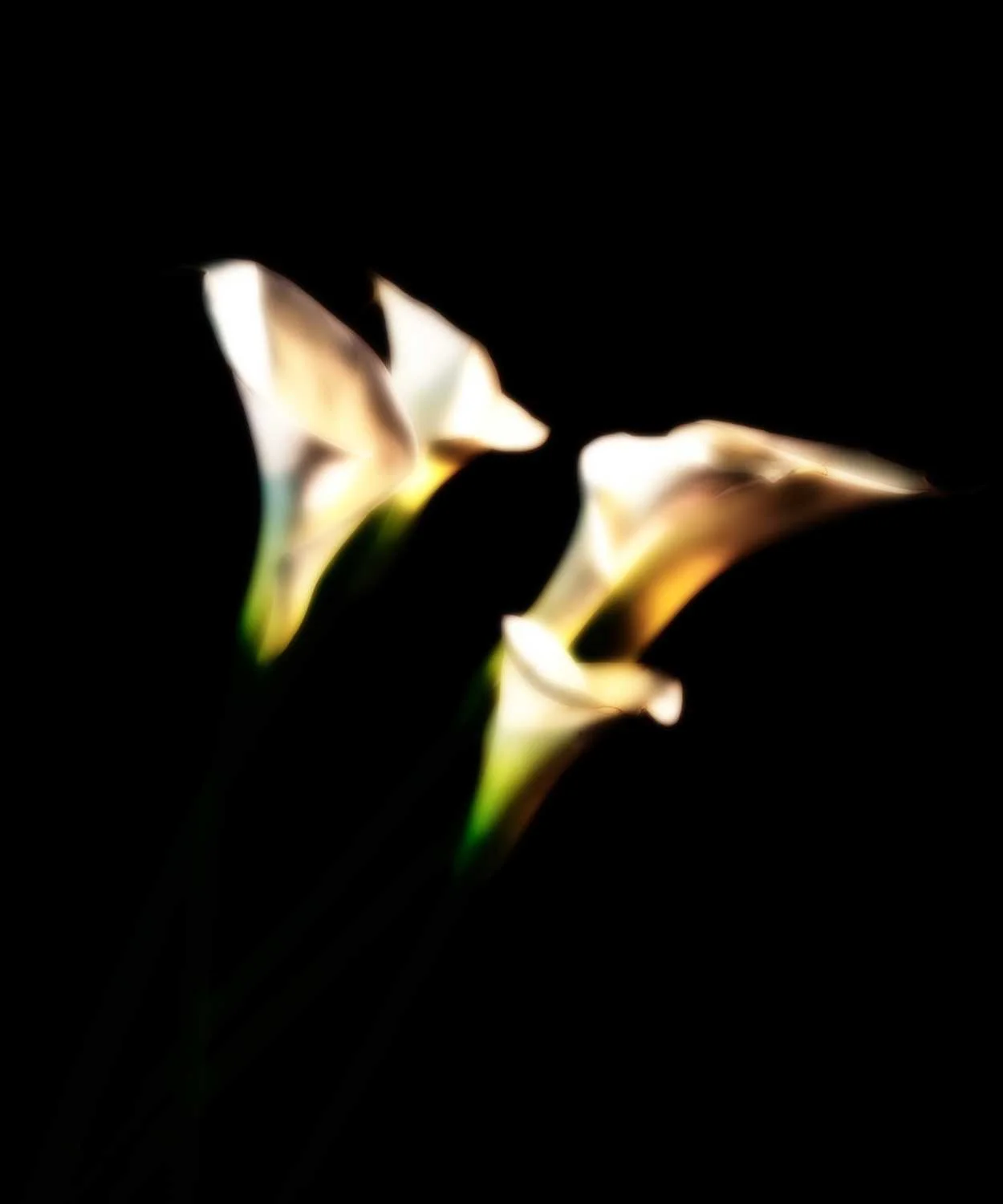 Calla XXV
