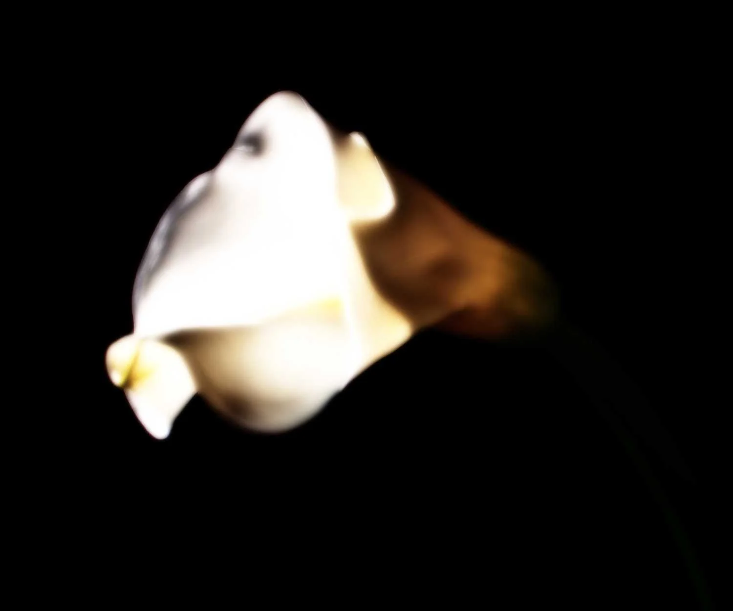 Calla XXX