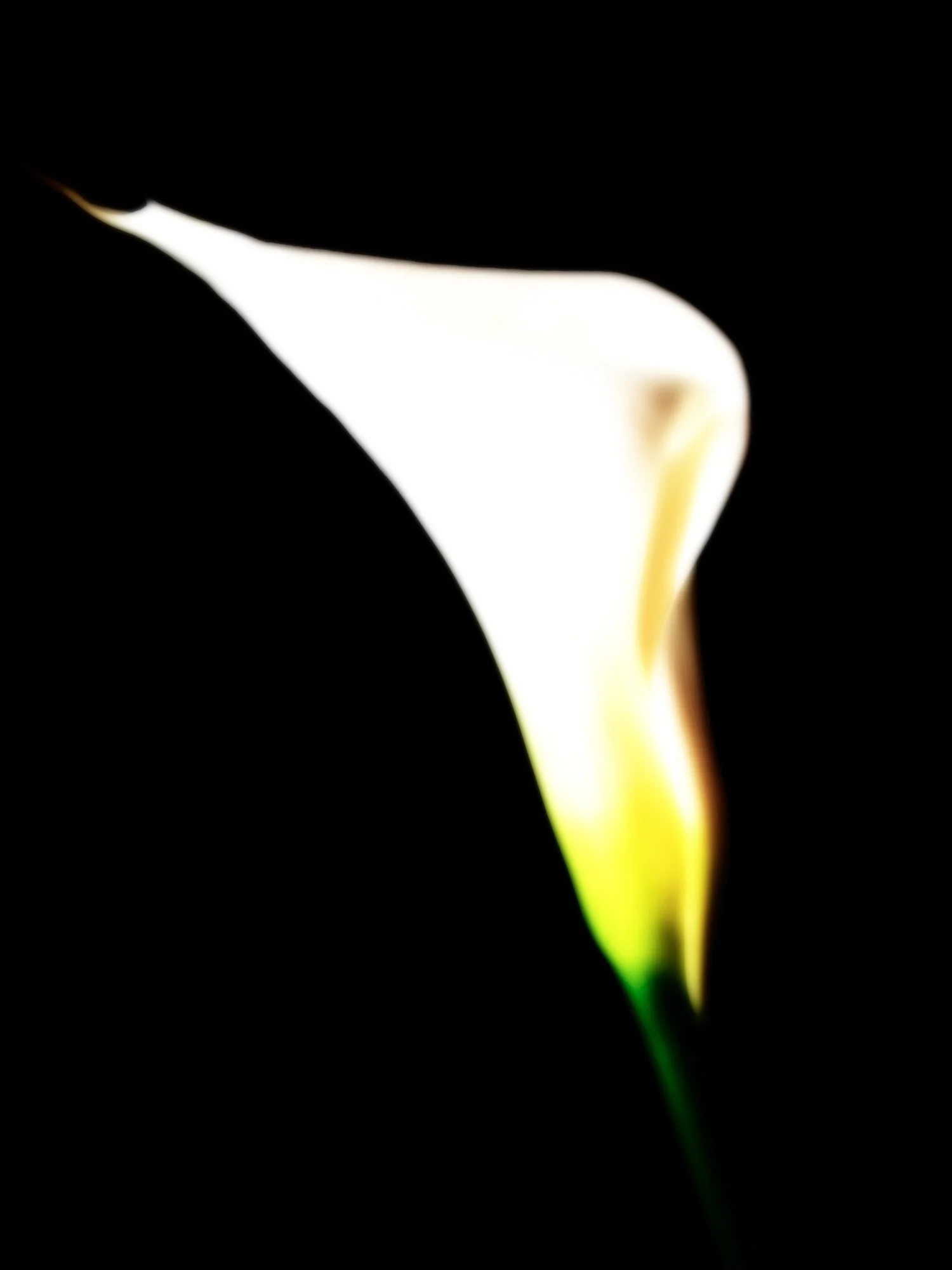 Calla XIX low.jpg