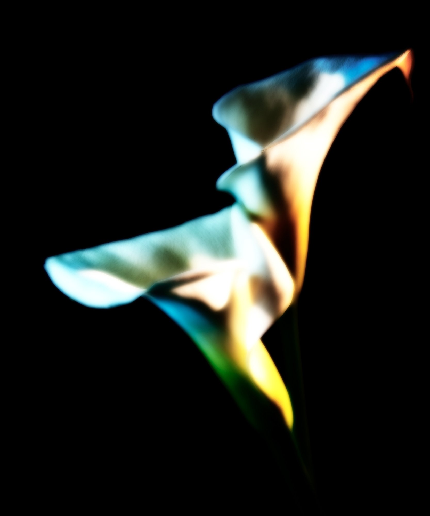 Calla XXI low.jpg