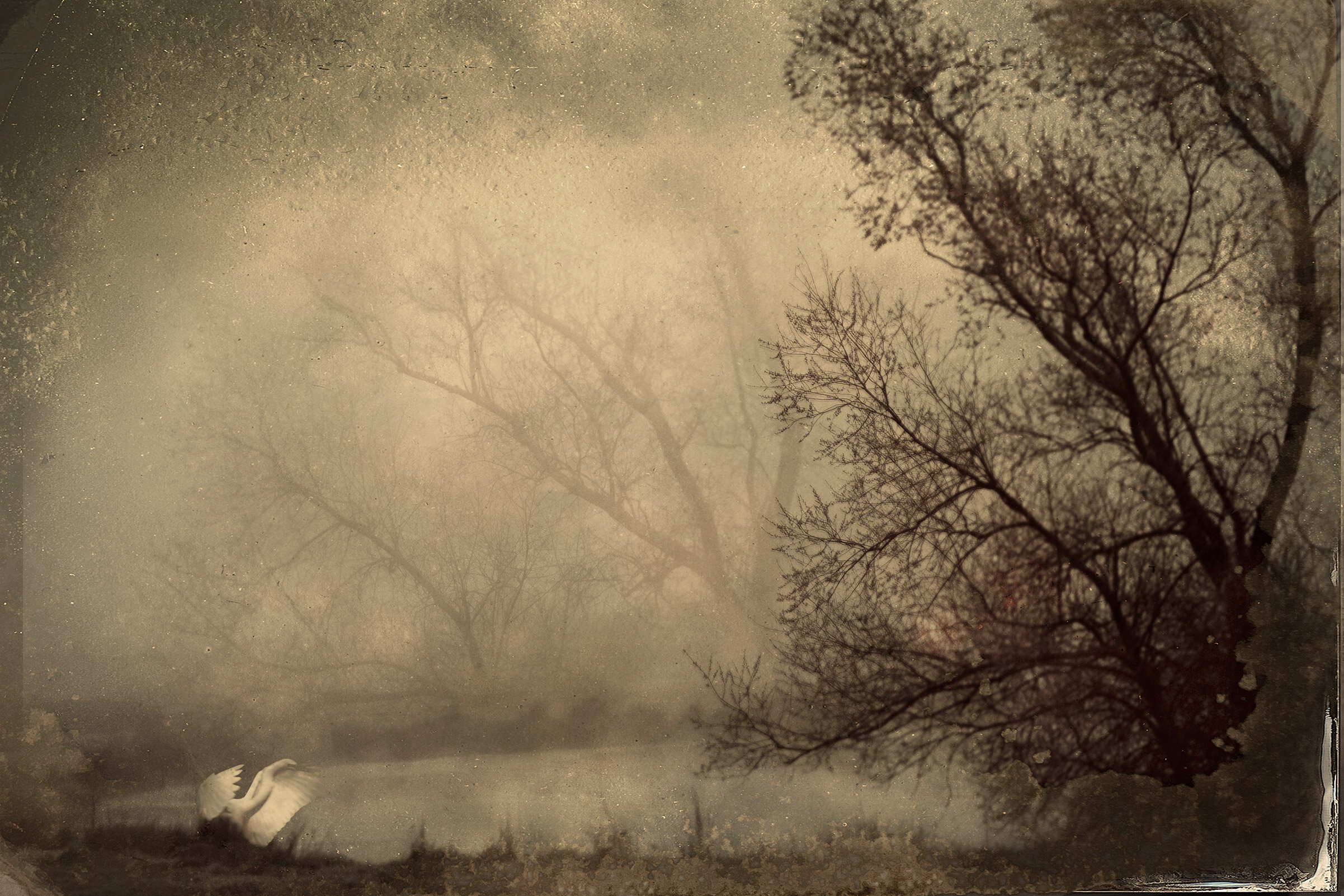 Mystic Fog