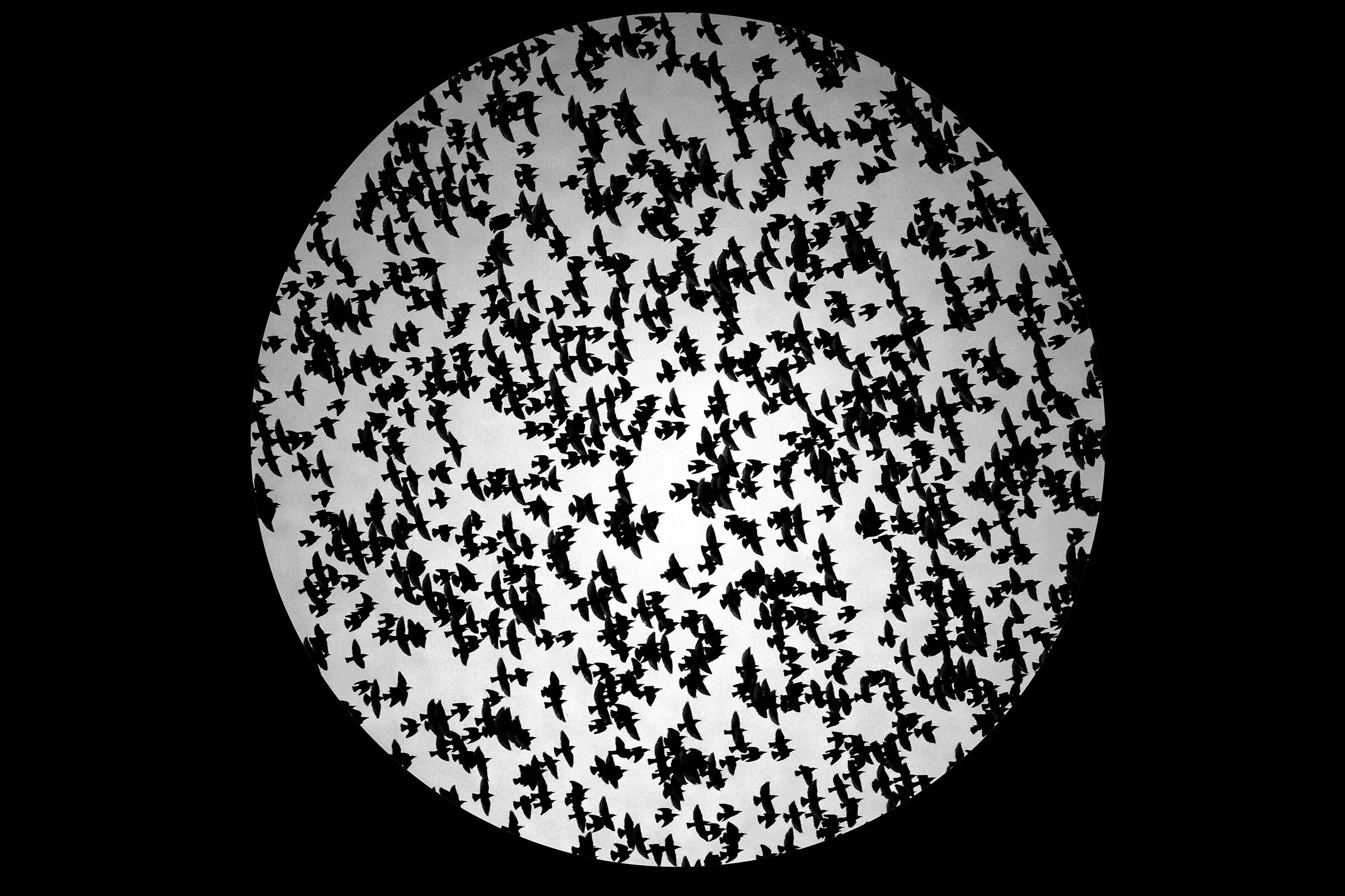 Starlings "Encircled"