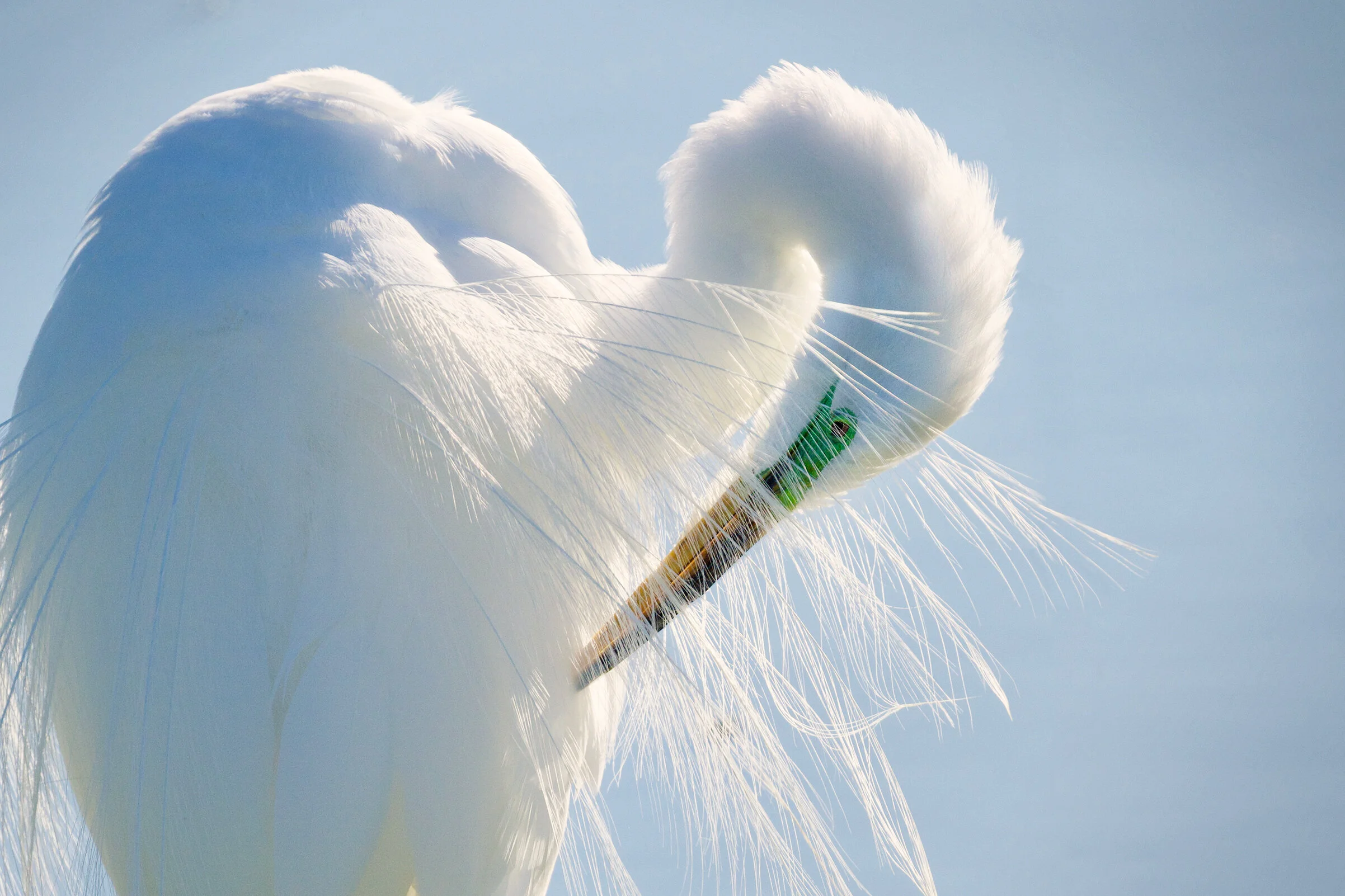 Great Egret Series "Veiled"