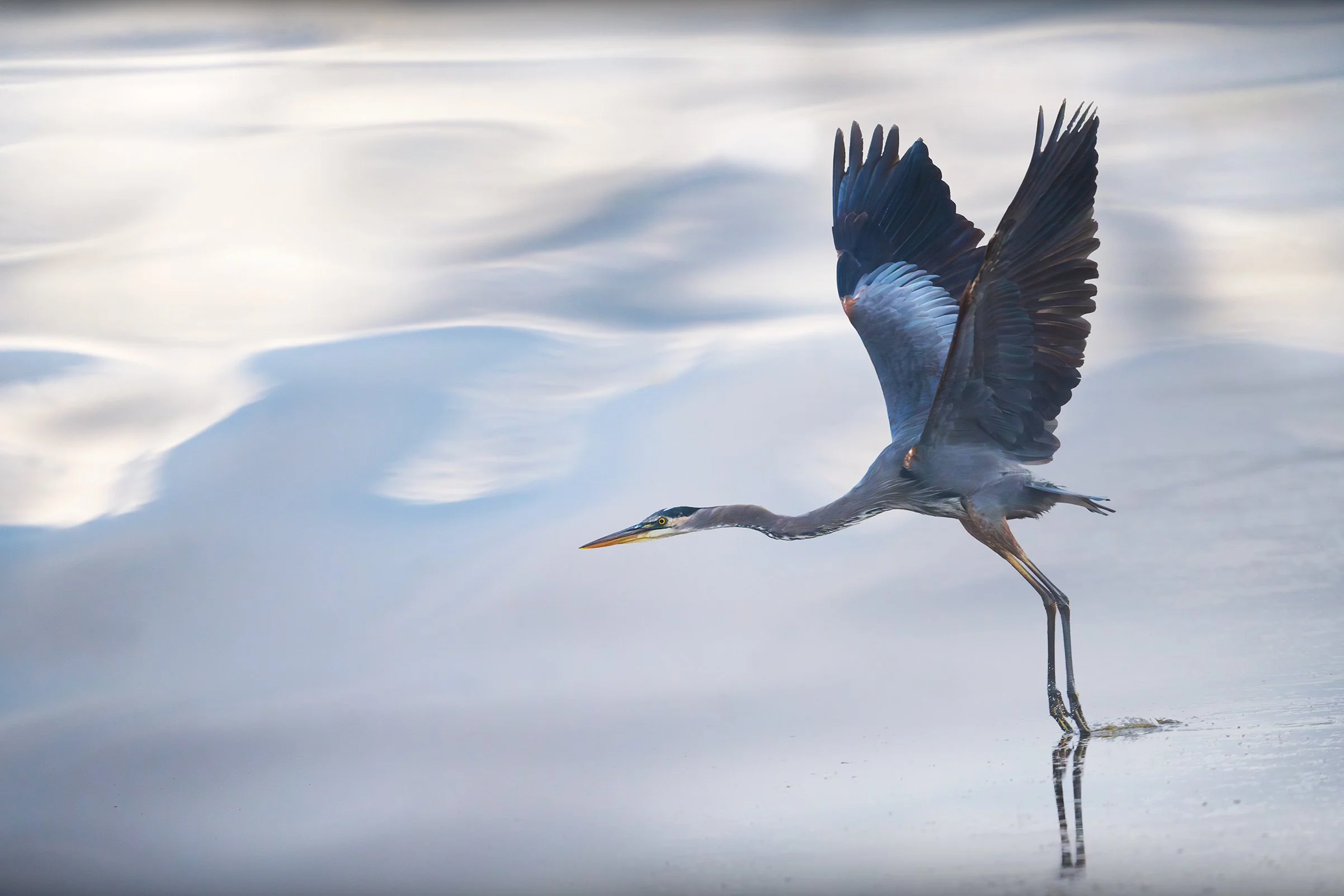 Blue Heron 