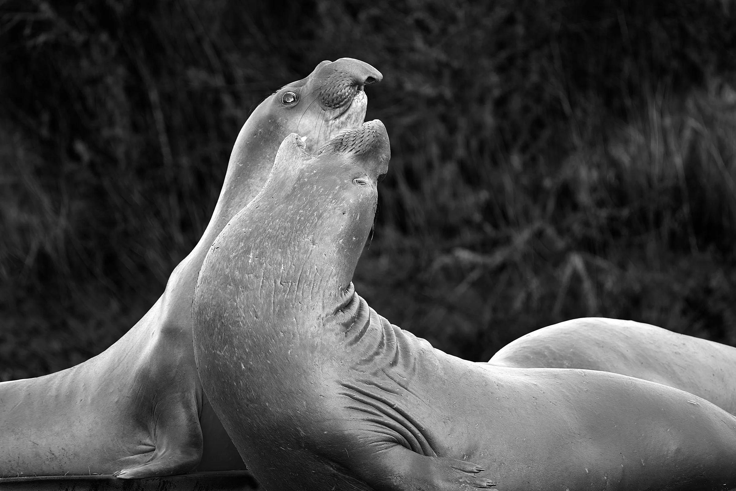 Elephant Seal Duo