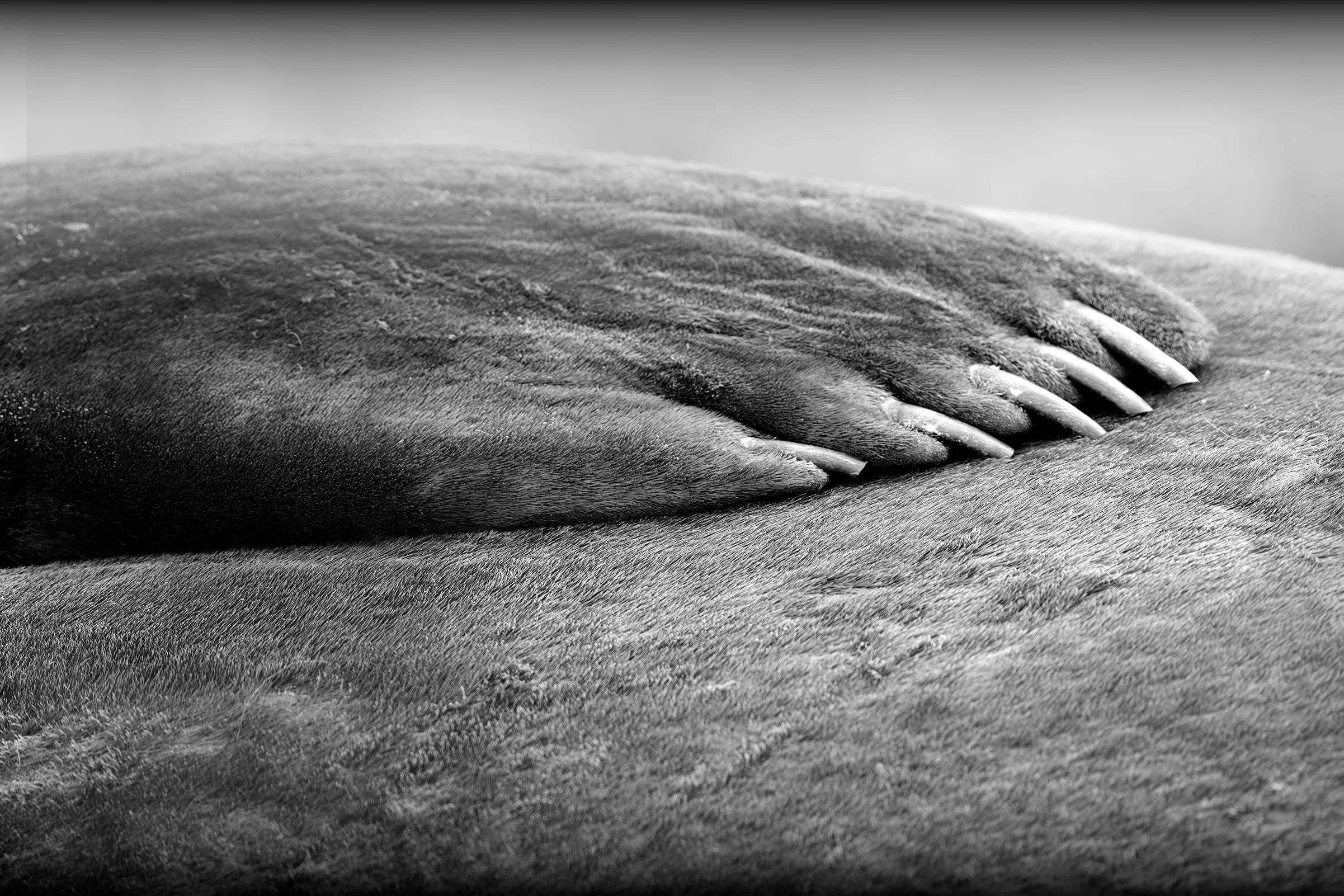 Elephant Seal Flipper
