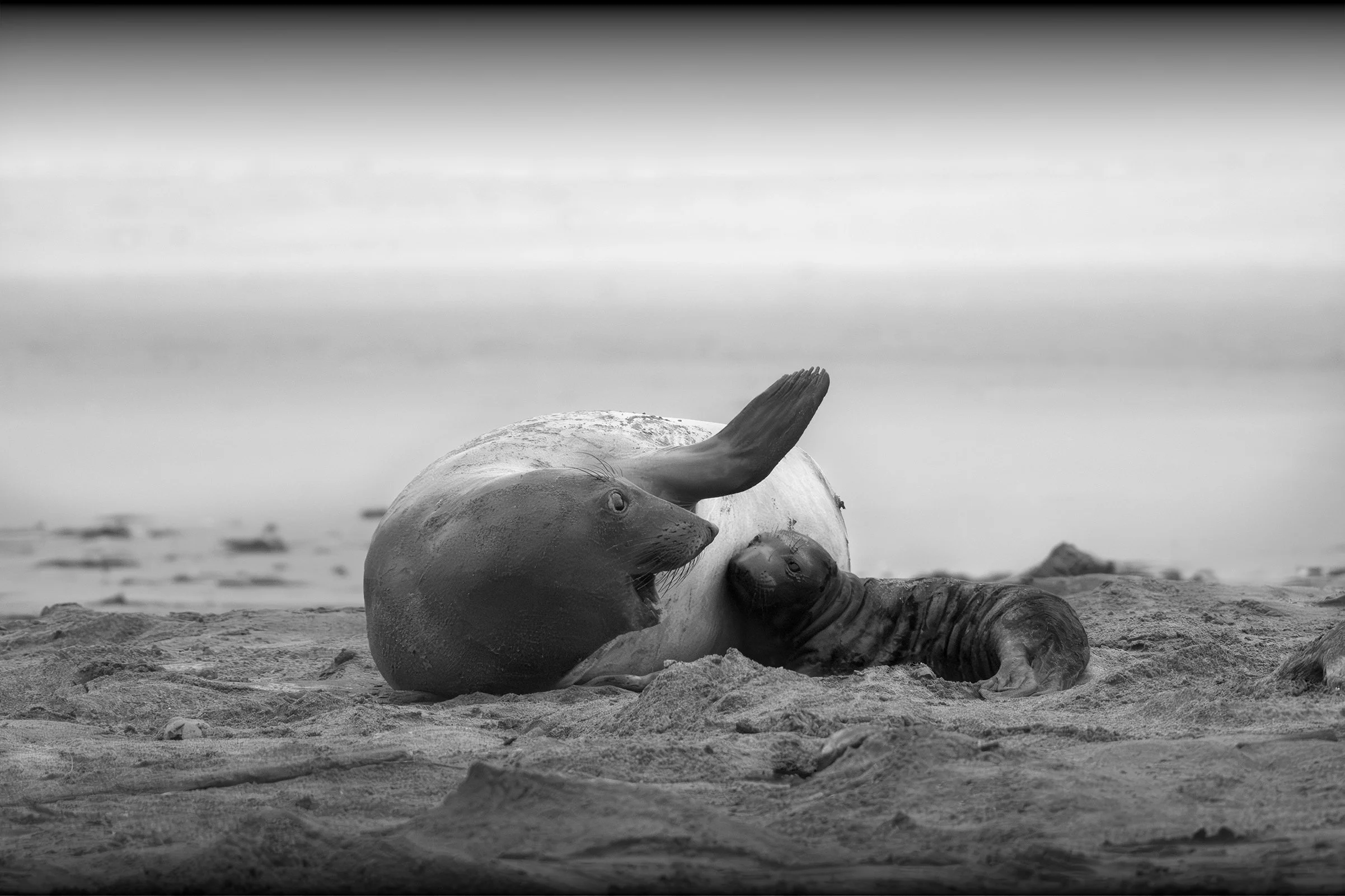 Mother and Pup