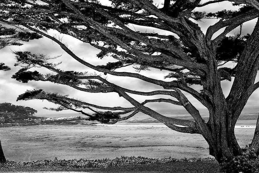 Monterey Cypress