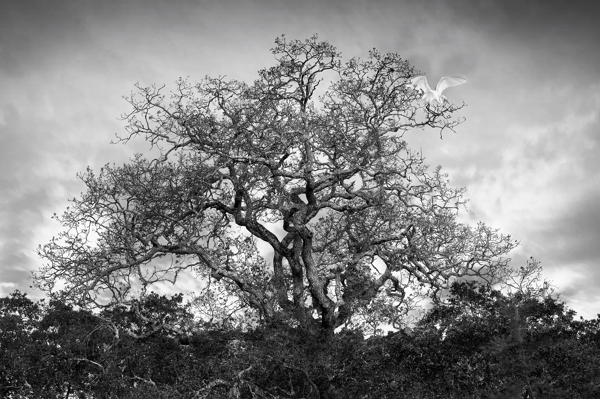 Oak with Egret
