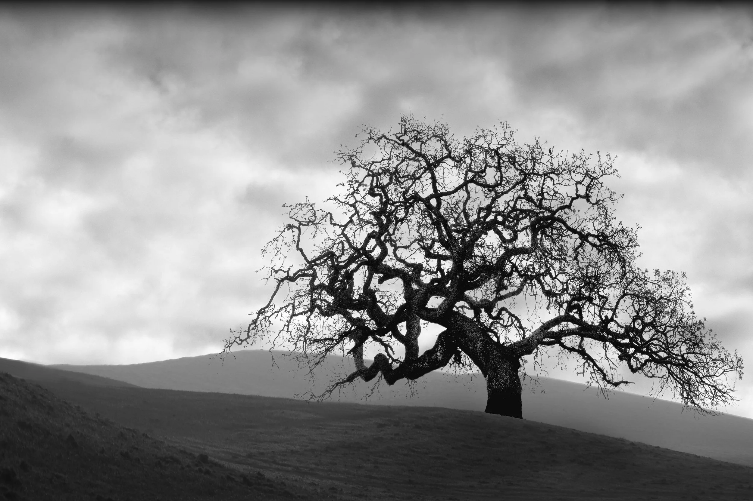 Brooding Oak