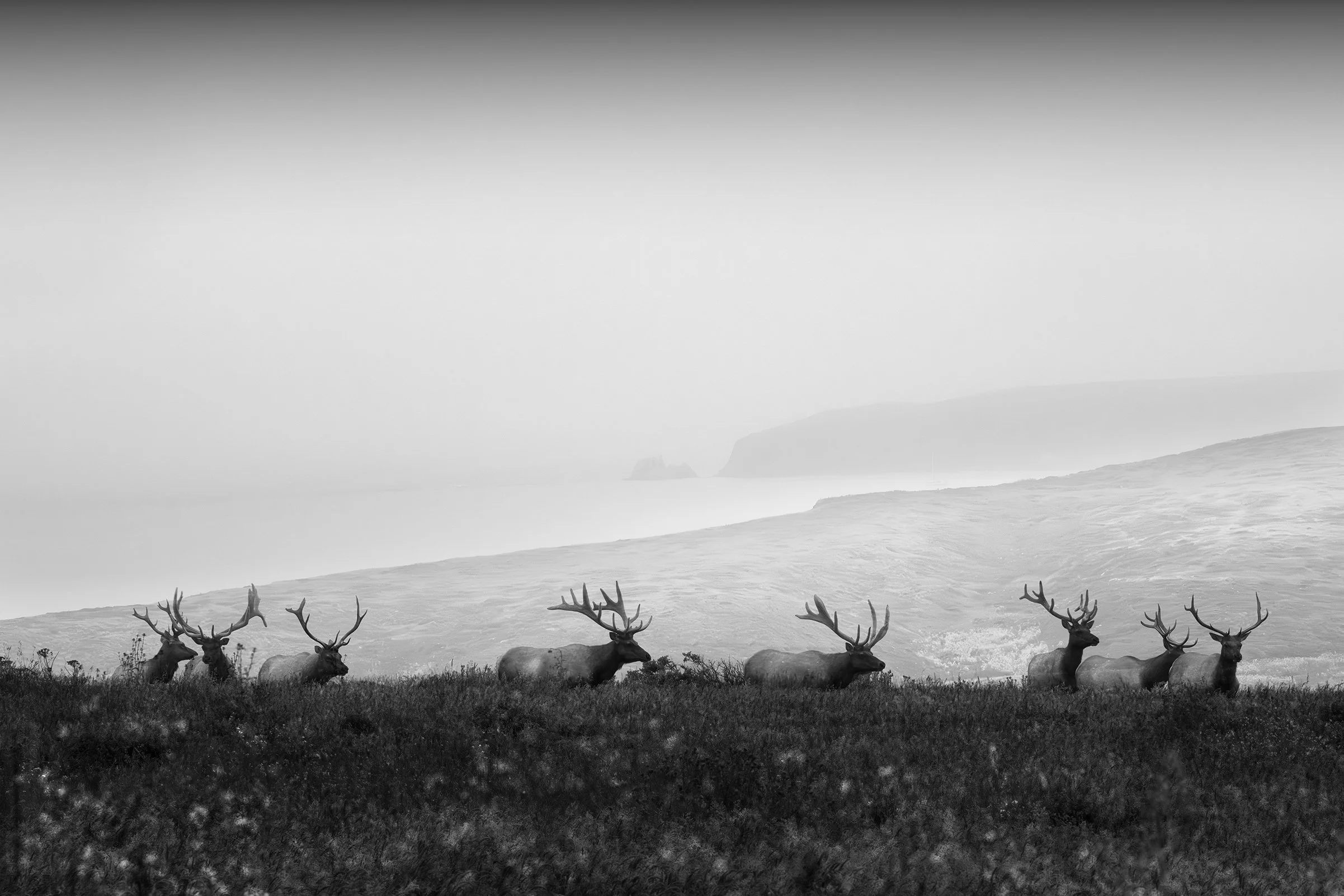 Eight Elk
