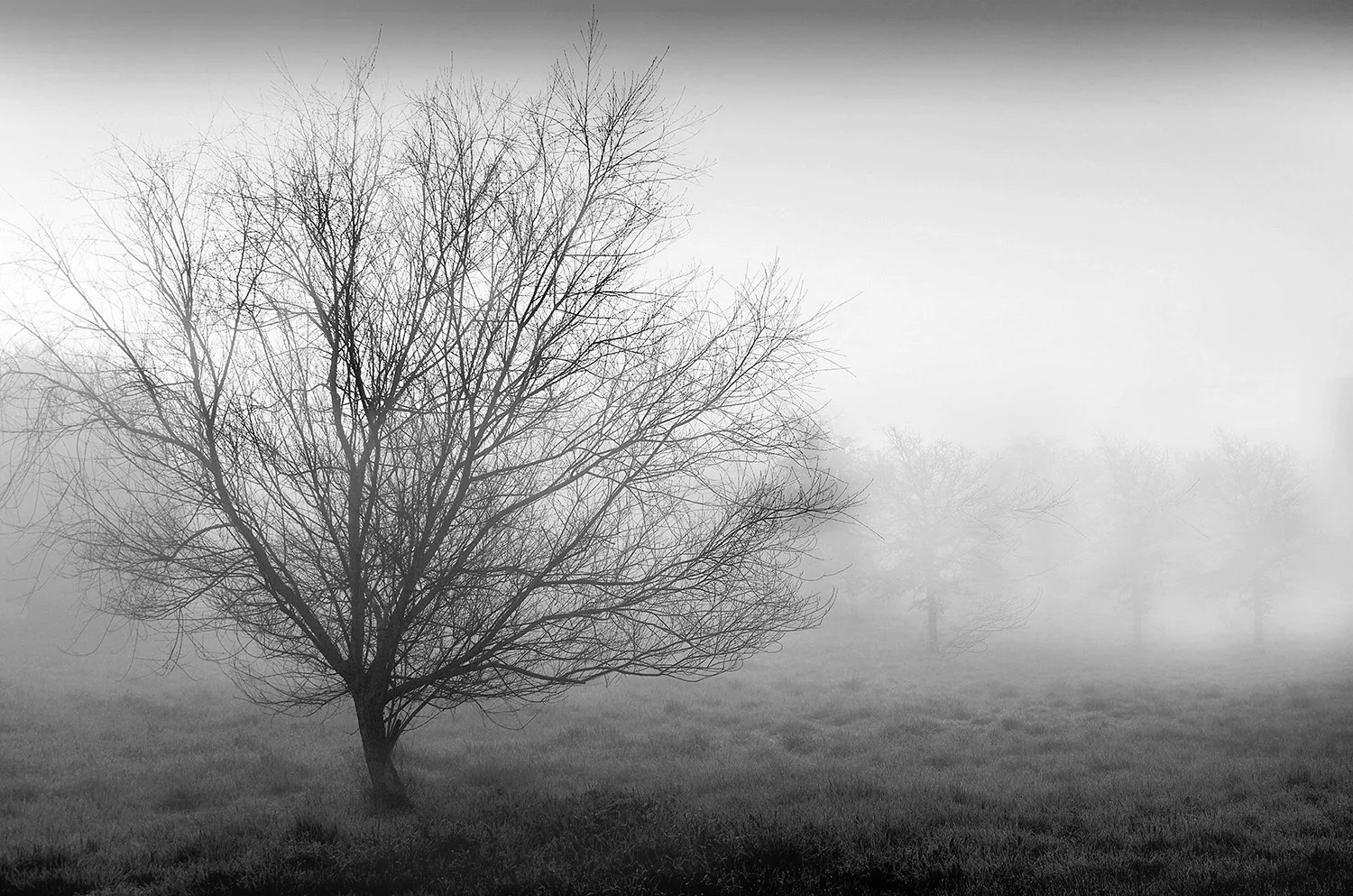 Willow Mist