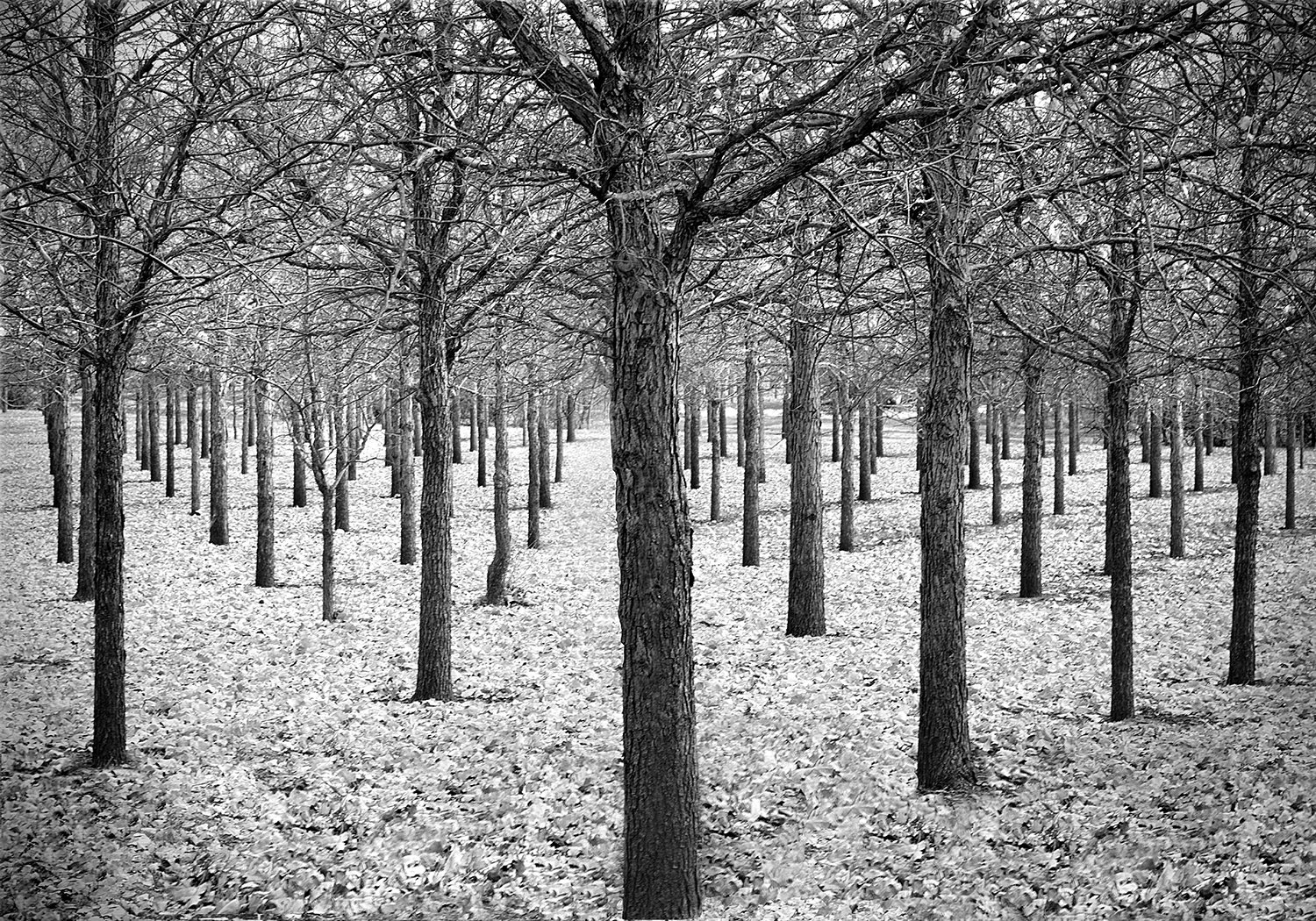 White Oaks