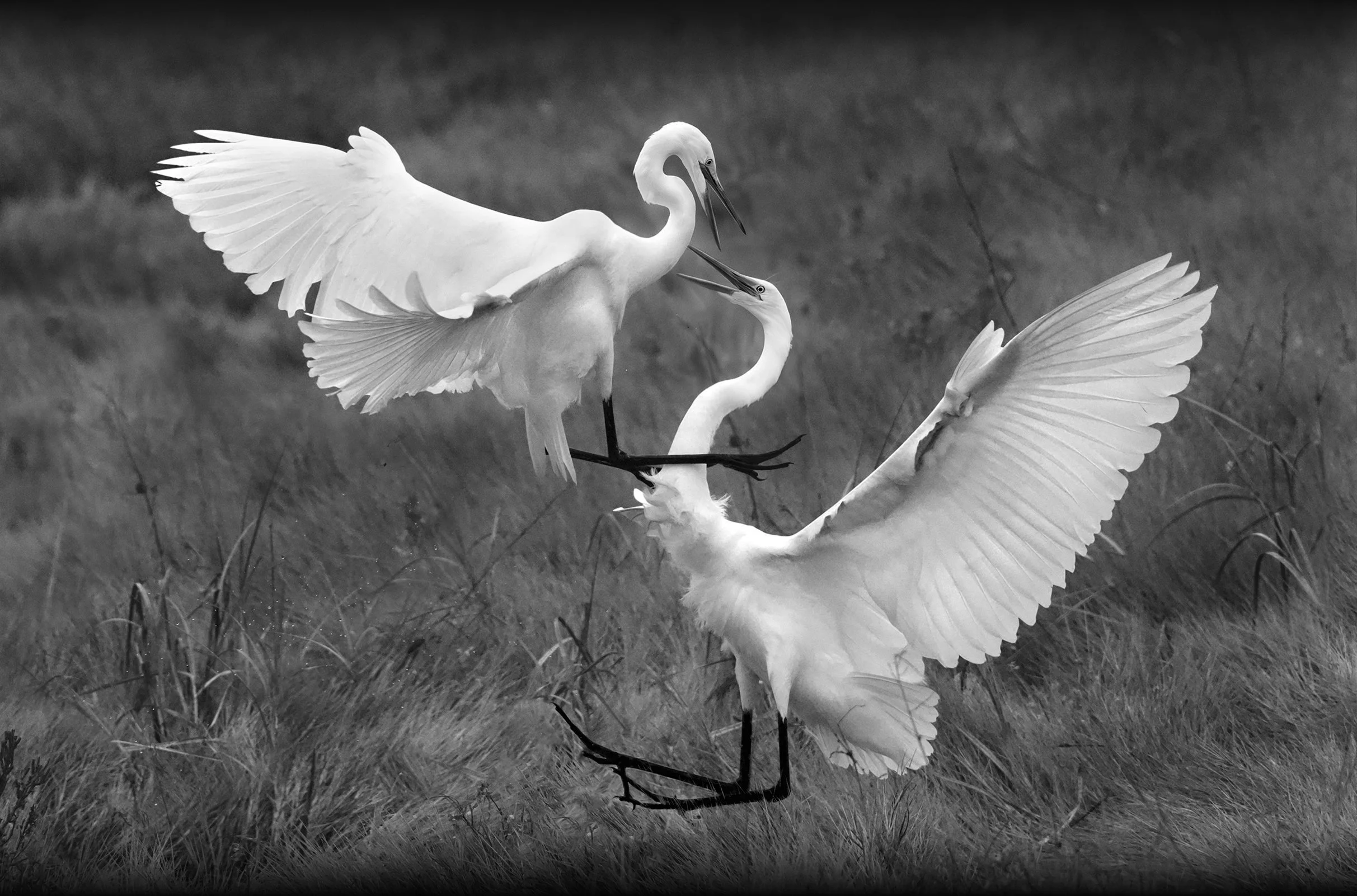 Sparring Egrets