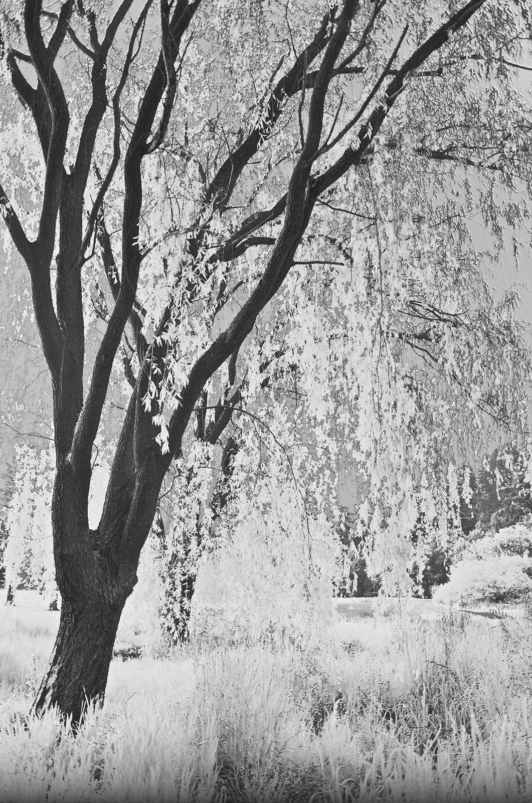 Weeping Willow
