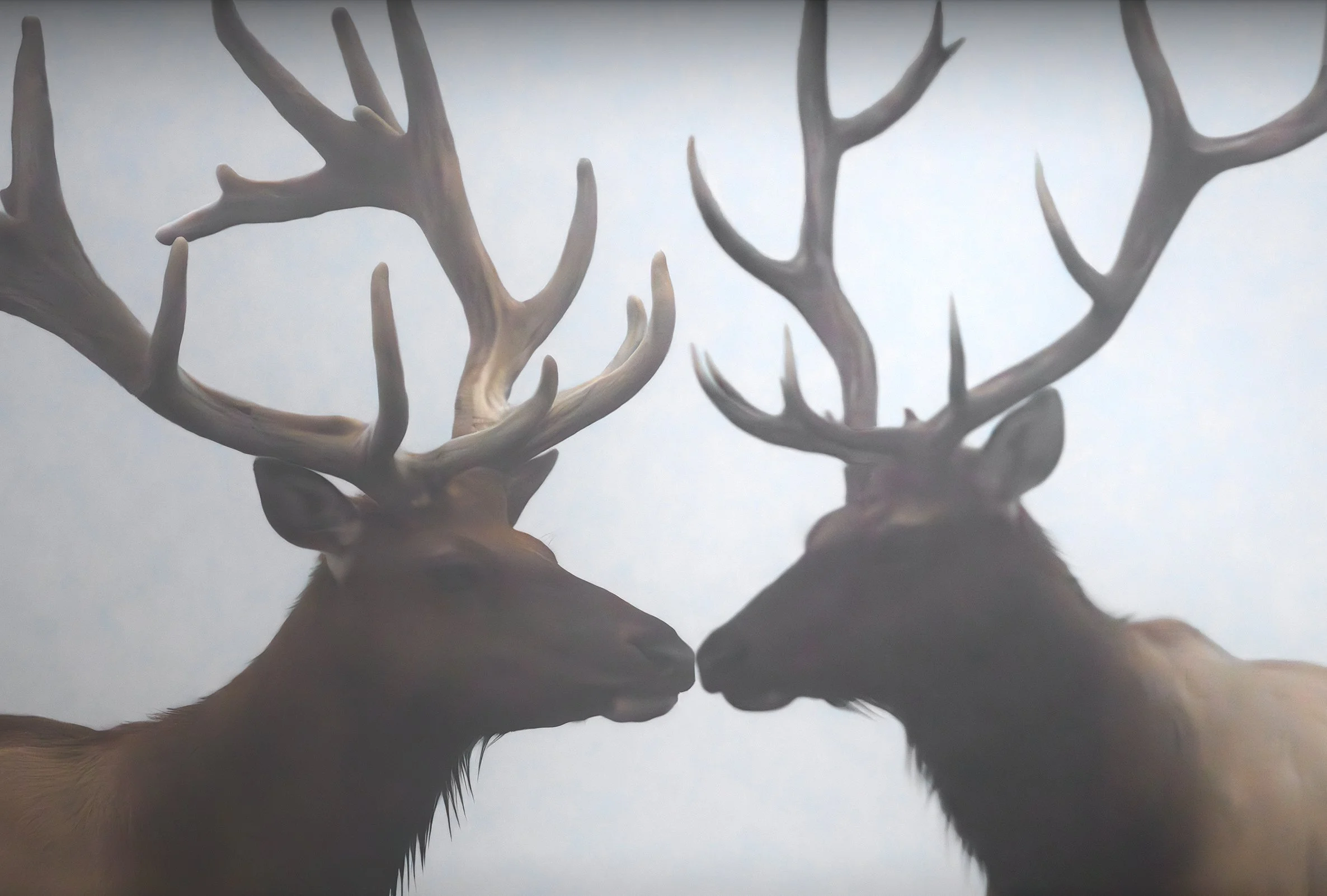 Antlered III