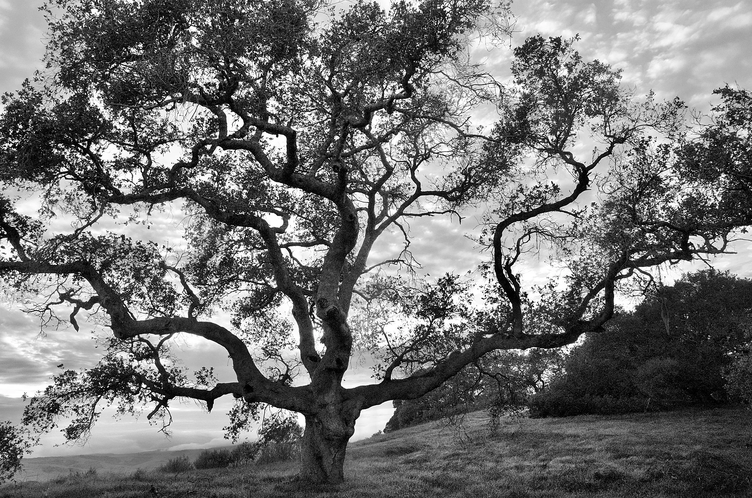 Oak Majestic