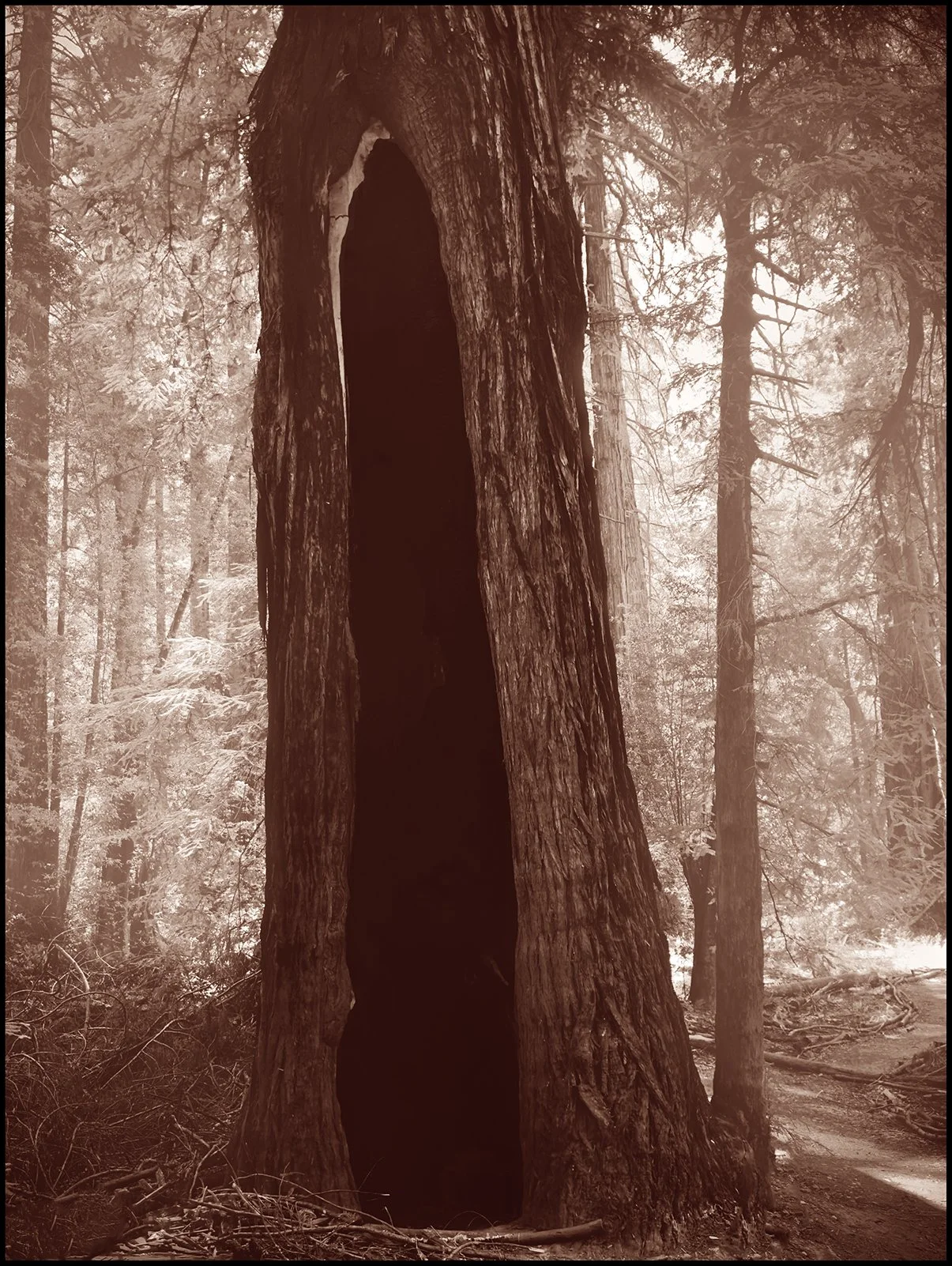 Portal