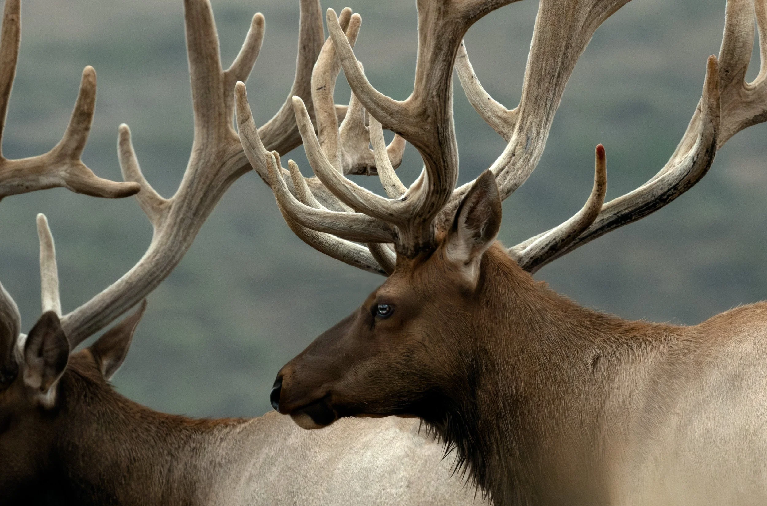 Antlered VIII