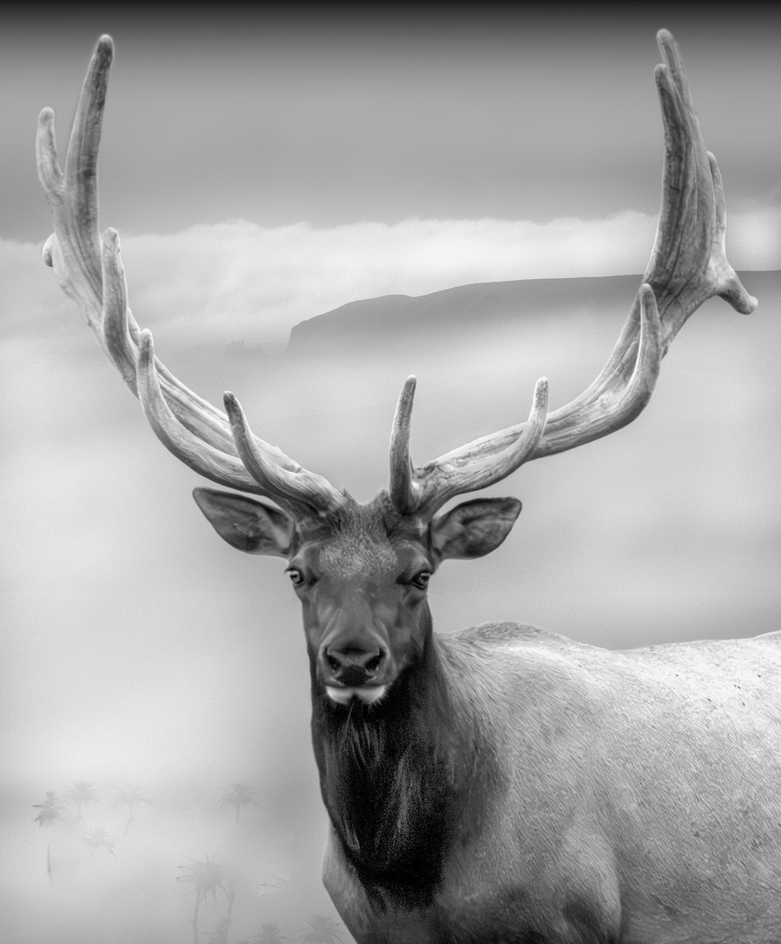 Antlered X