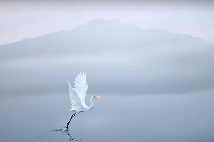 Reverie