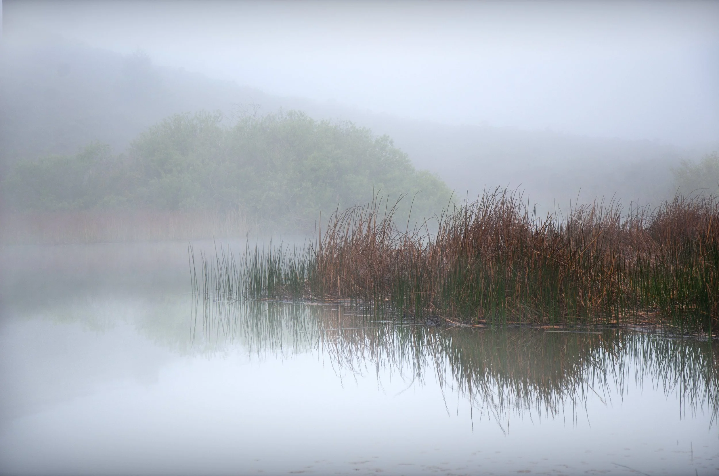 Burnished Reeds