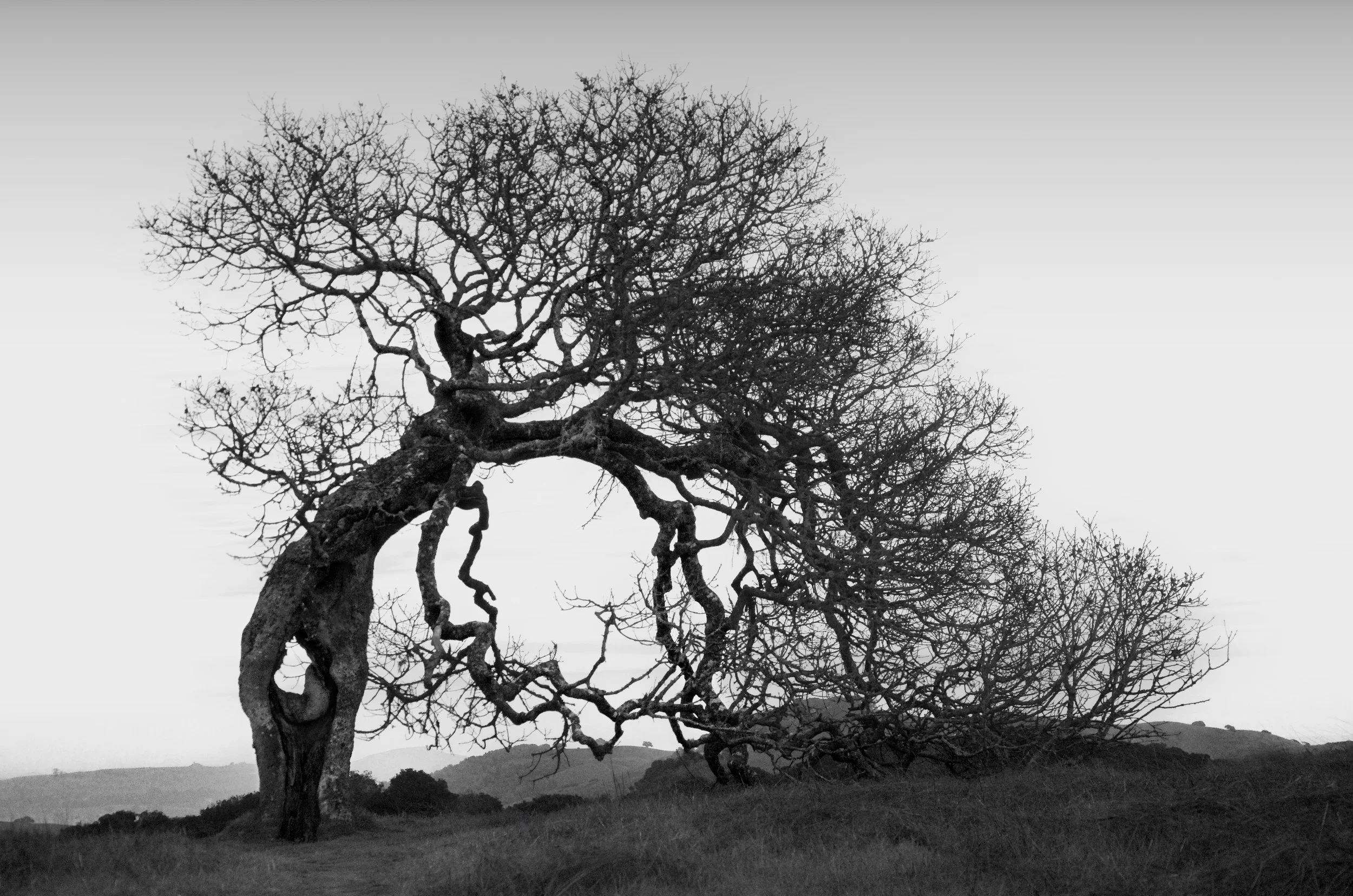 Aged Oak