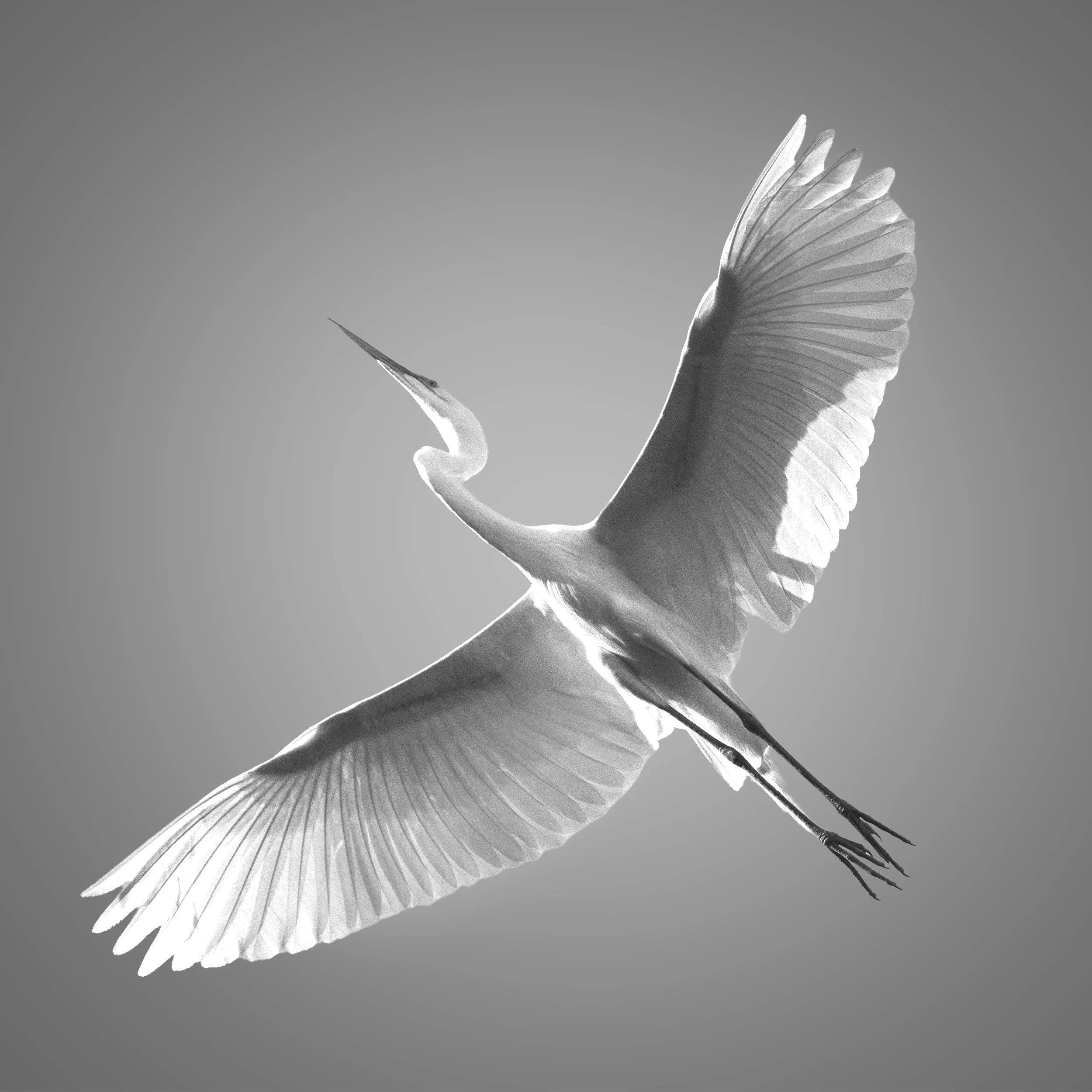 Illuminated Wings