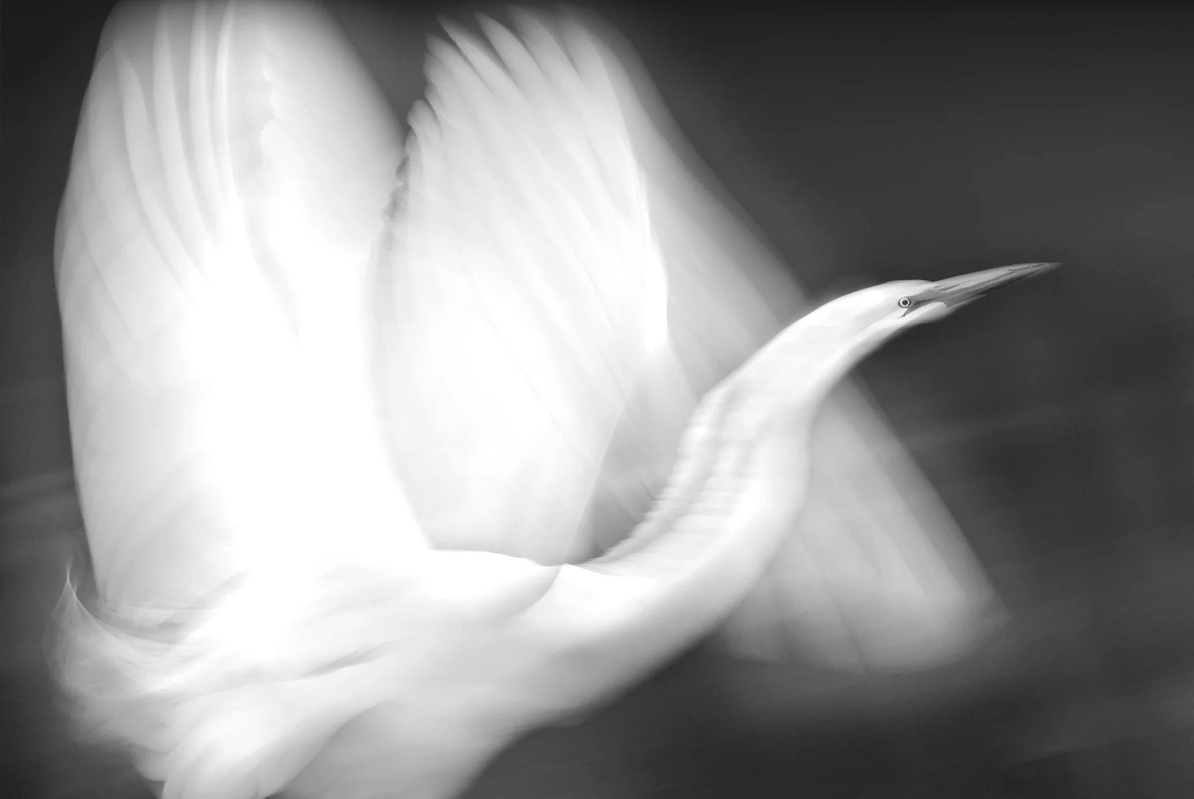Angel Wings