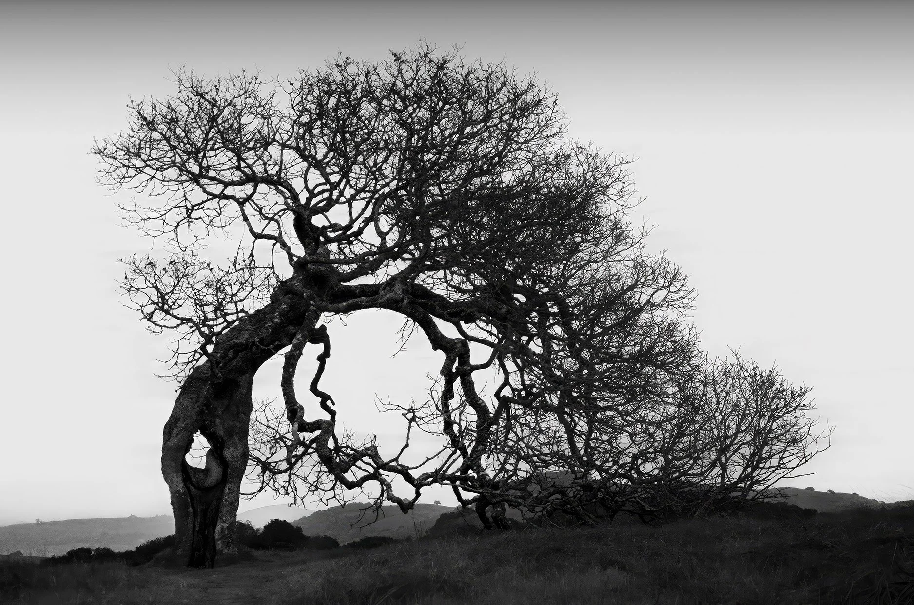Aged Oak