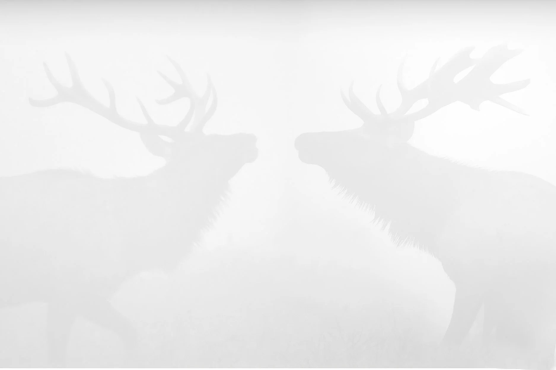Foggy Encounter 