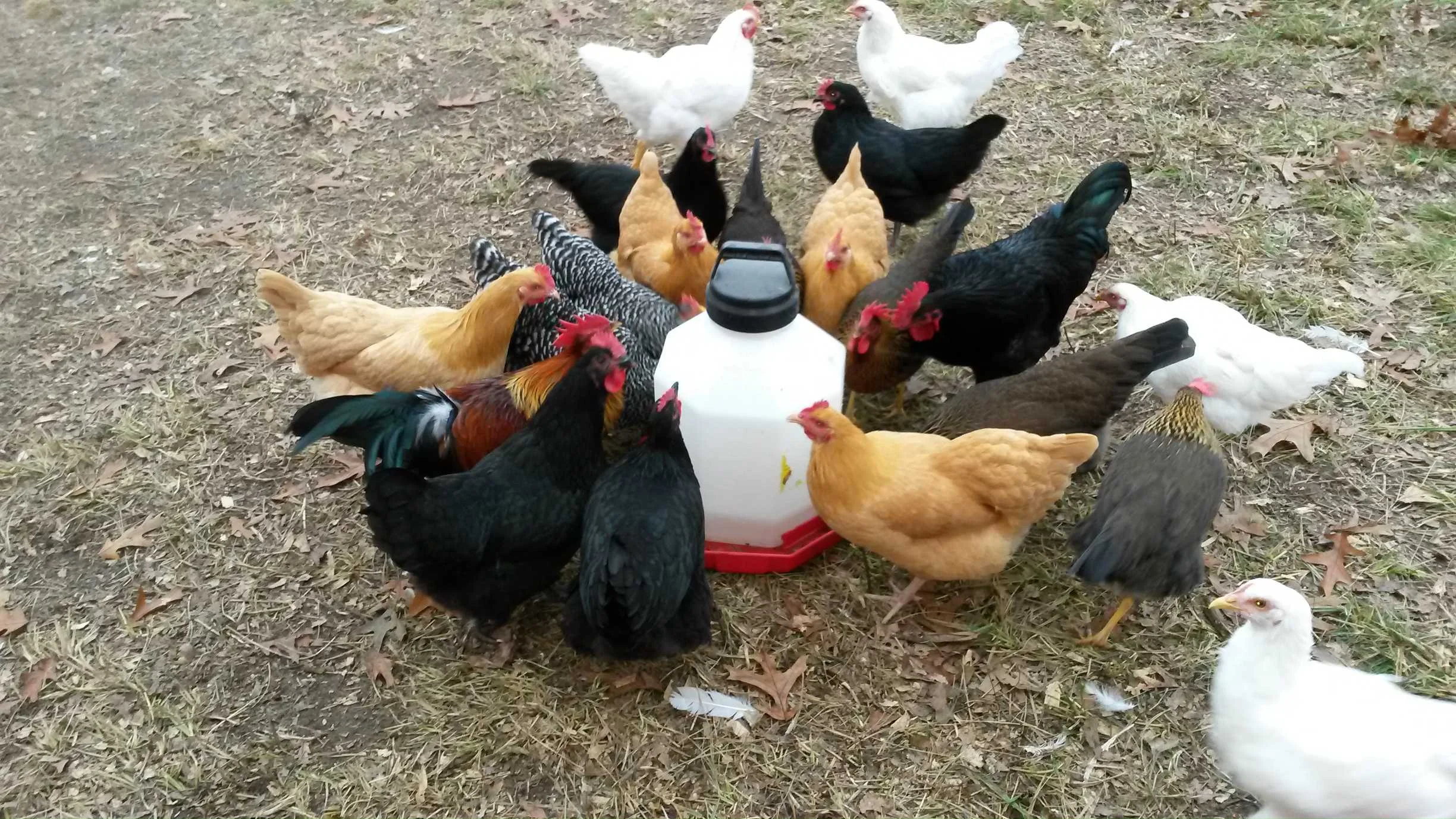 Some of our laying flock enjoying a fresh drink of water.