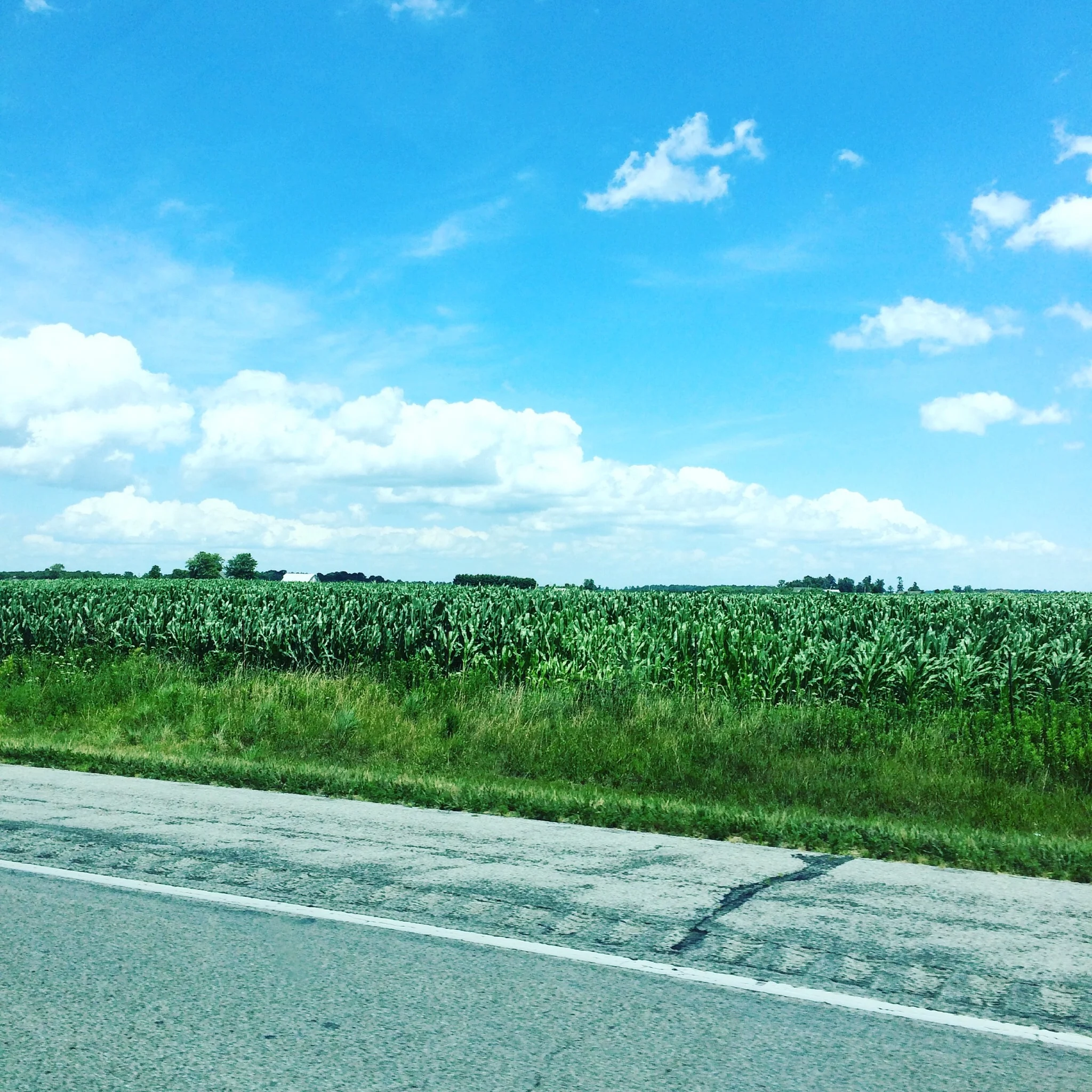 Cornfields and blue sky for days.