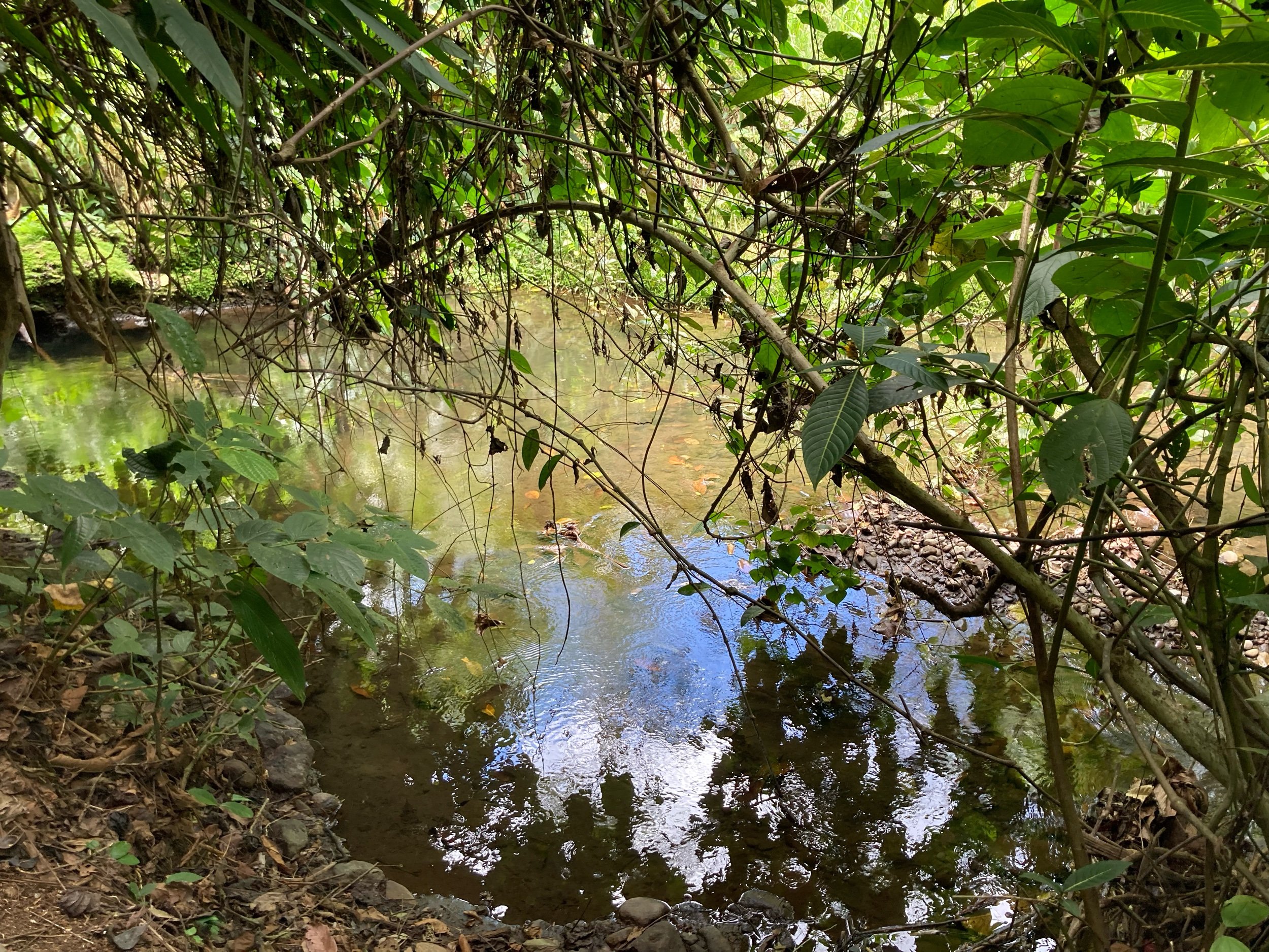 IMG_7927.jpeg