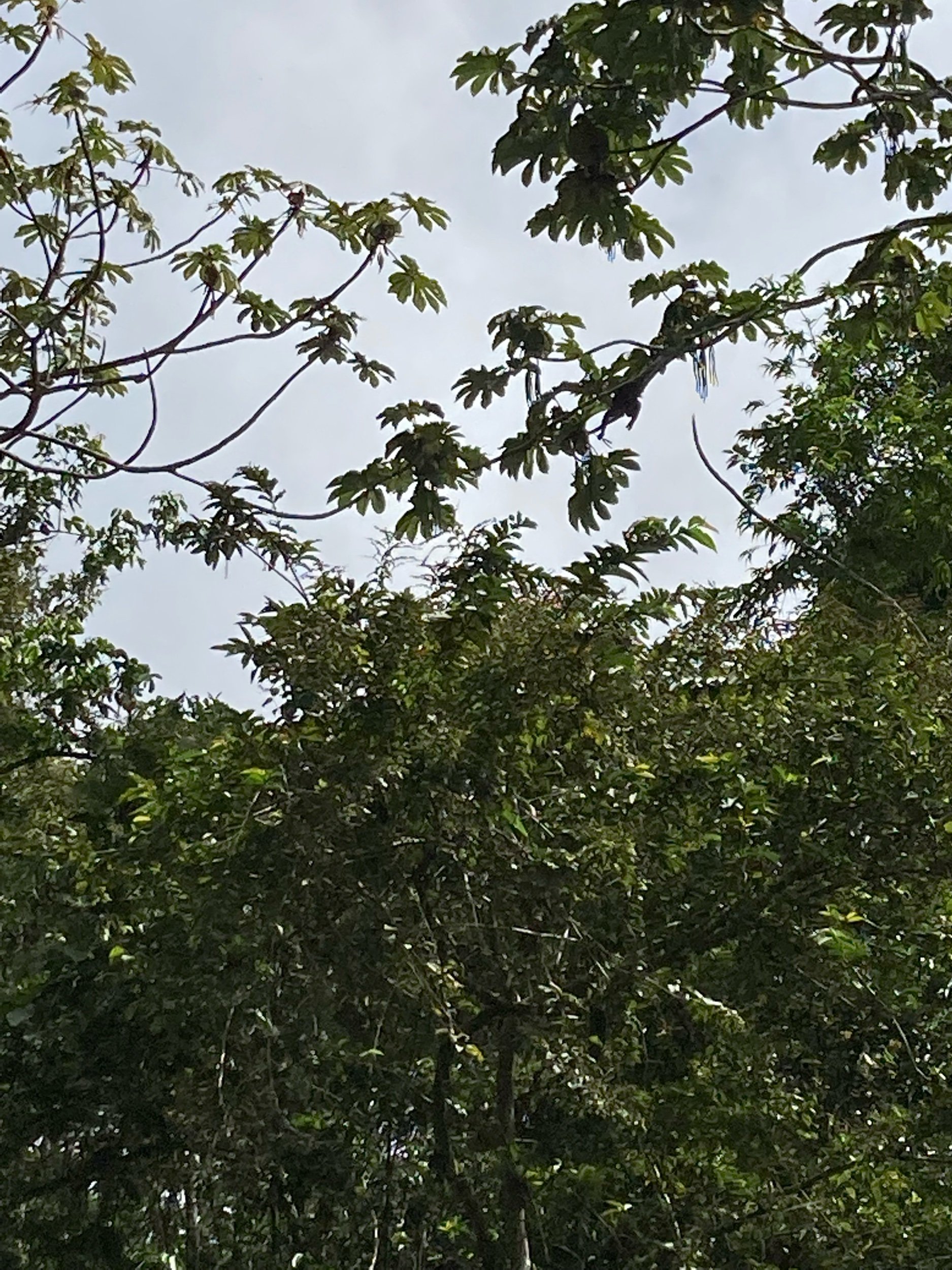 IMG_8026.jpeg