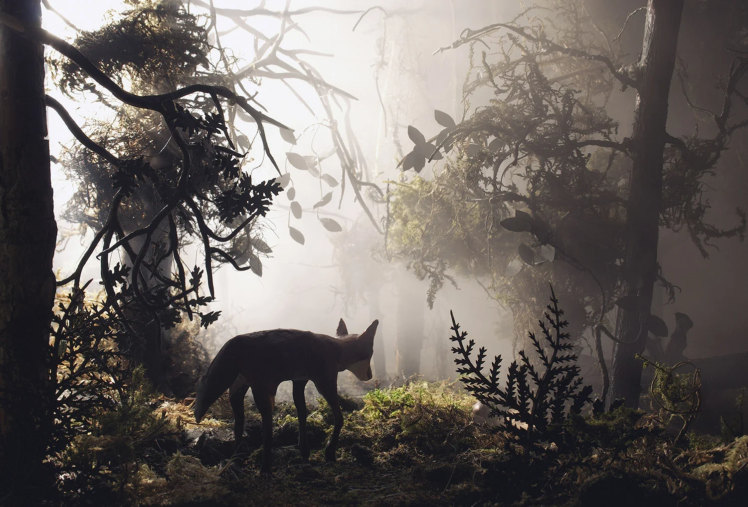 Fox.jpg