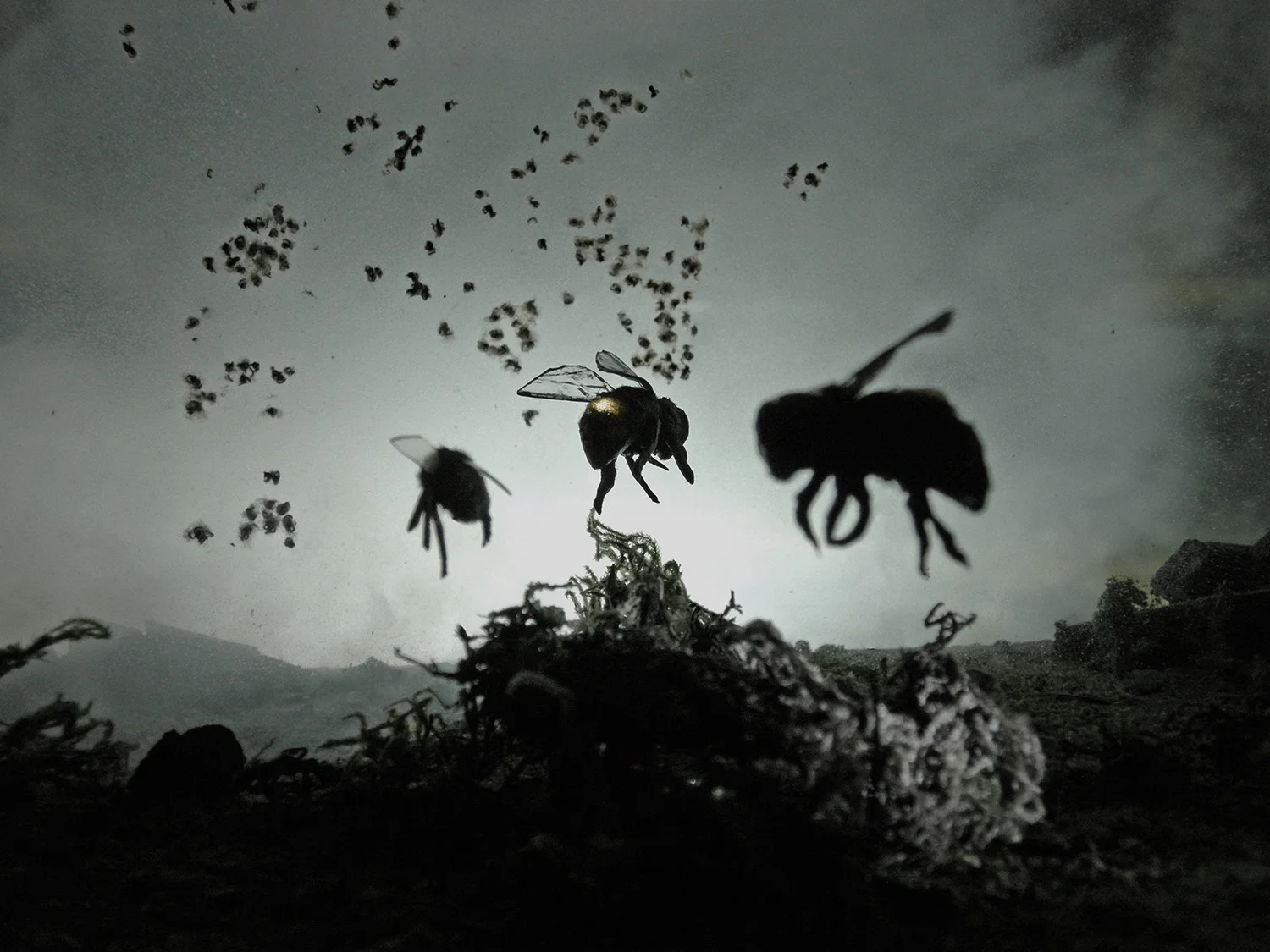 Proto_Bees.jpg