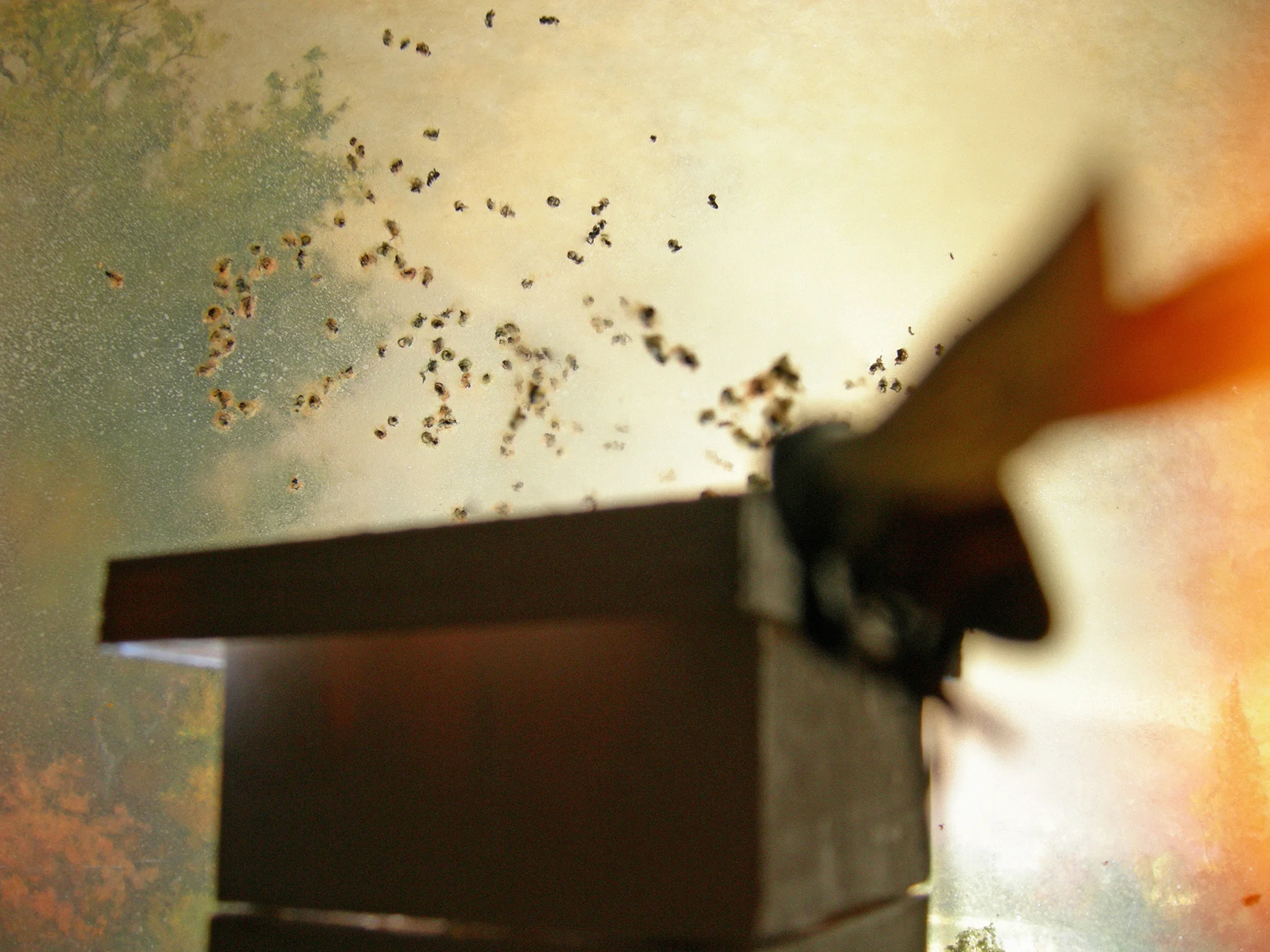 POV bee landing (framed)