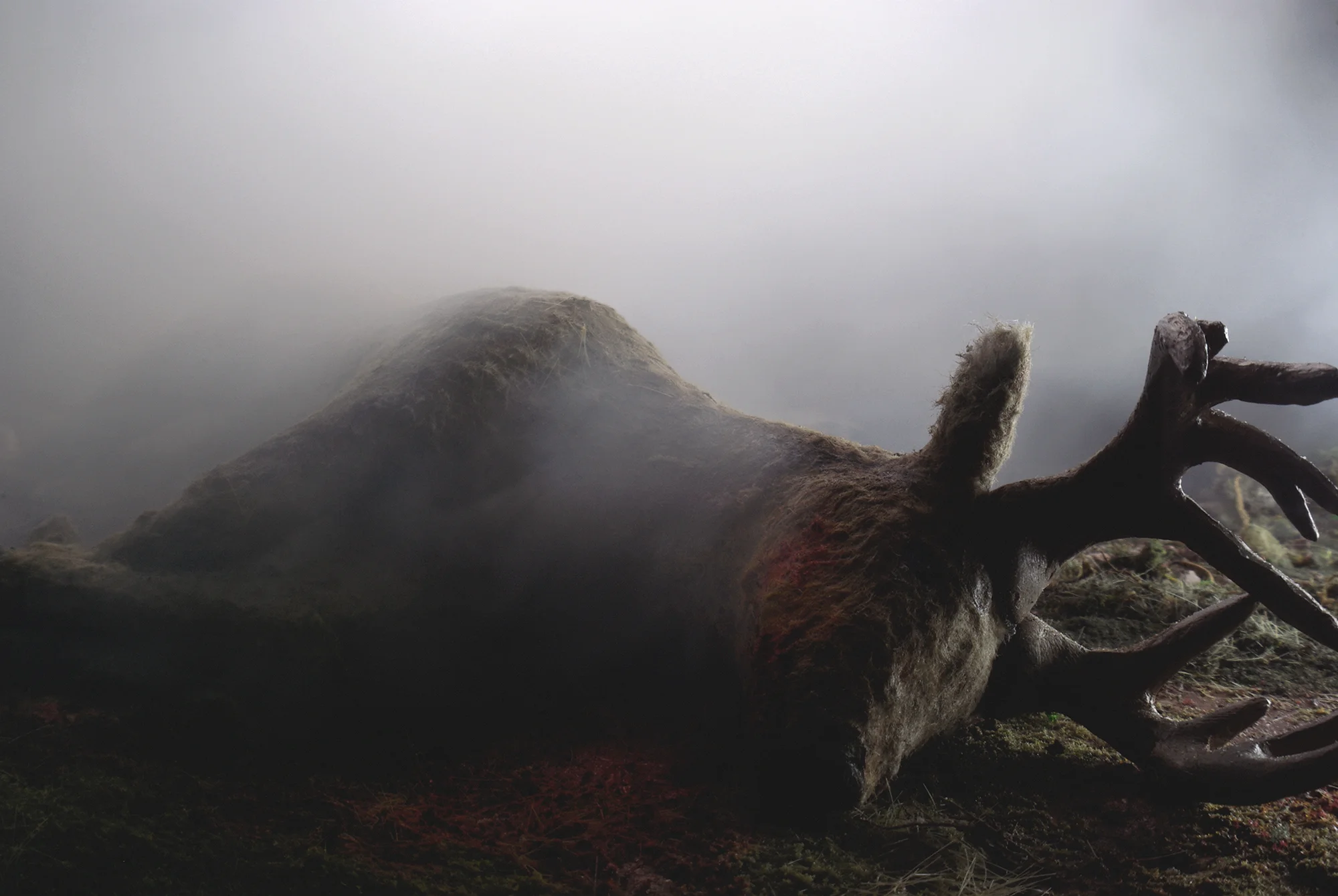 Dead Deer (unframed)