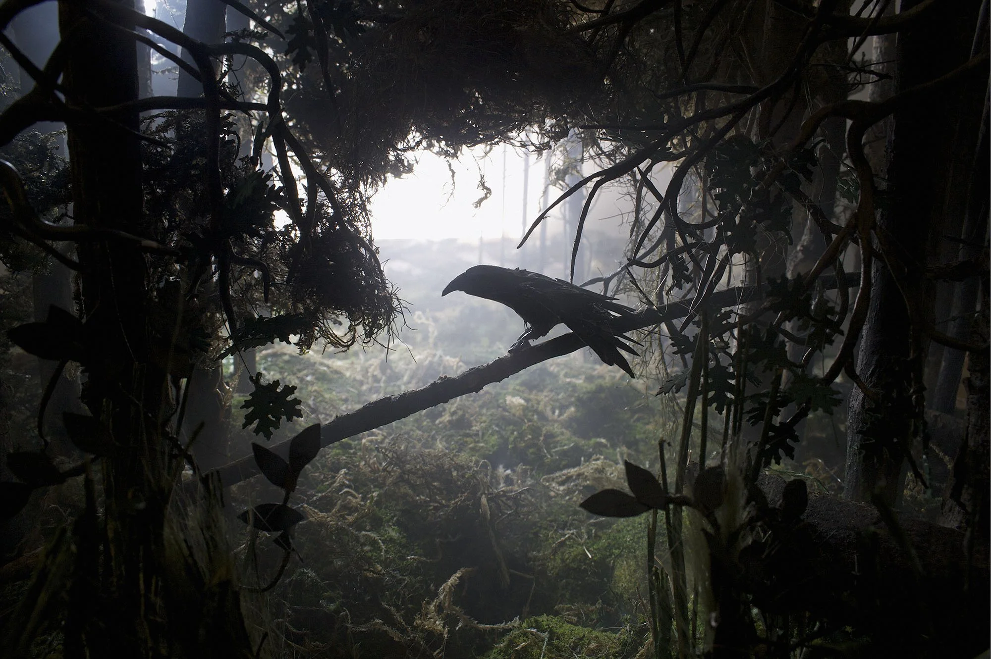 42_Raven_Lurking_x1_AGM.jpg