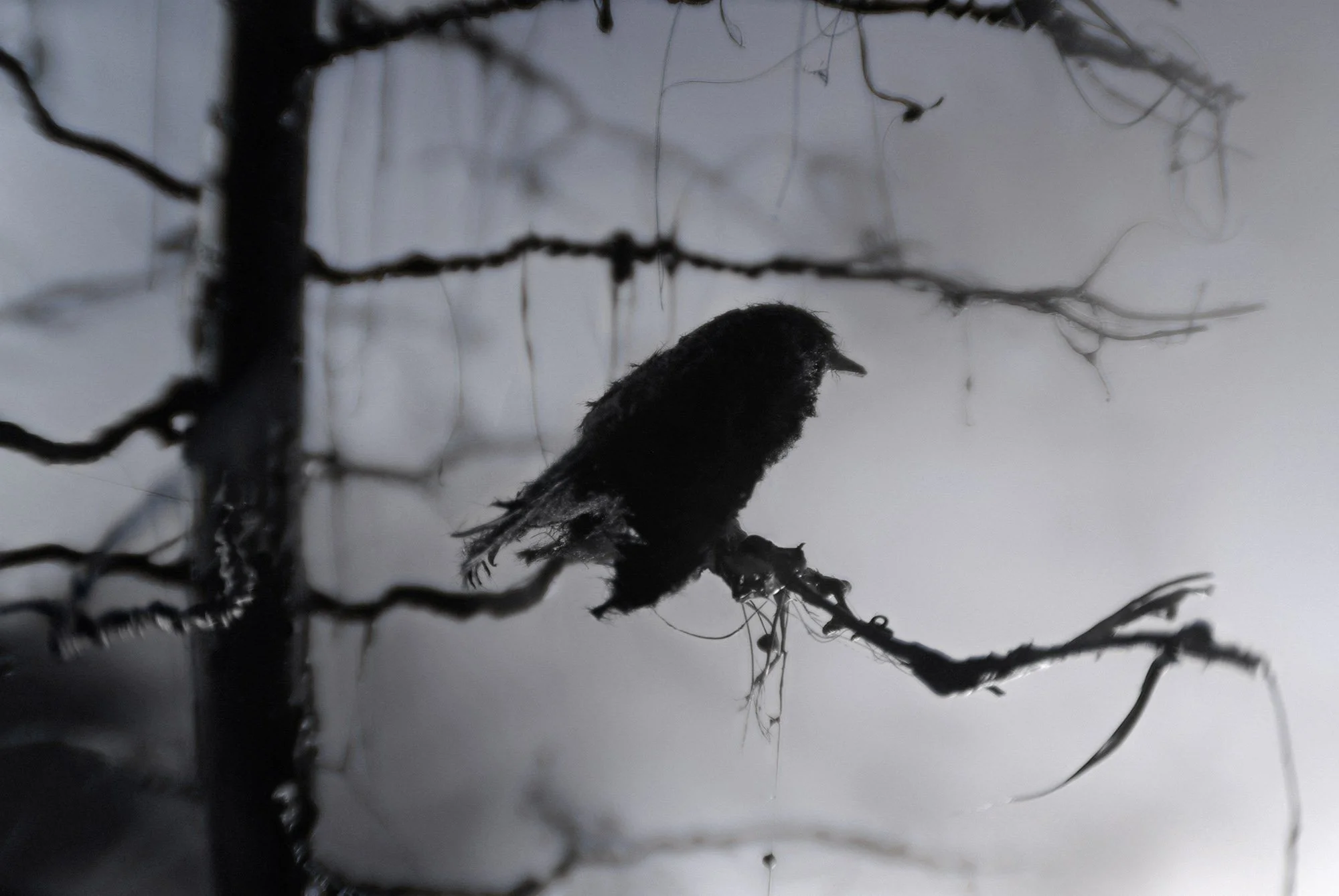 50_Raven_5261_32x21.jpg