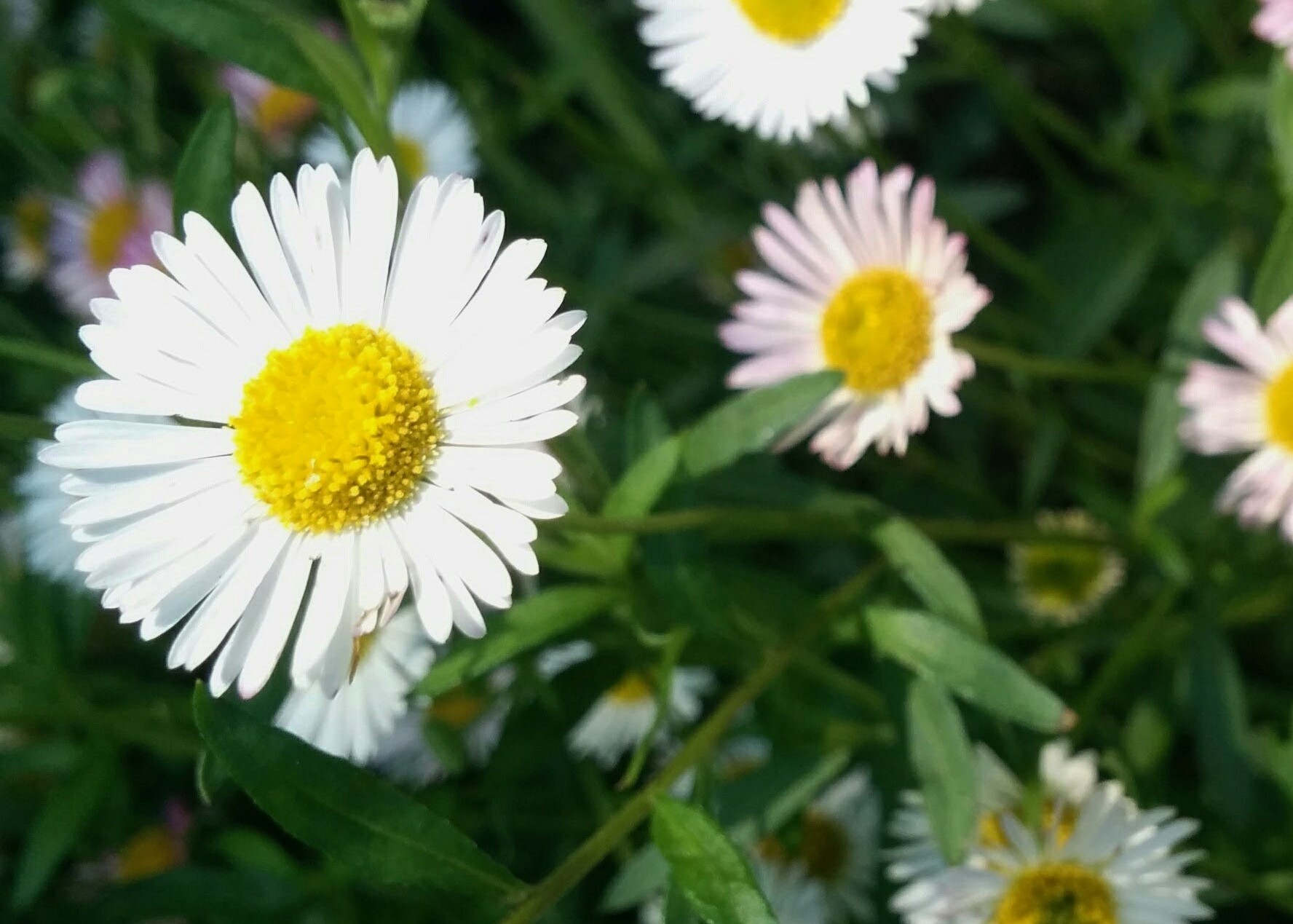C is for Chamomile