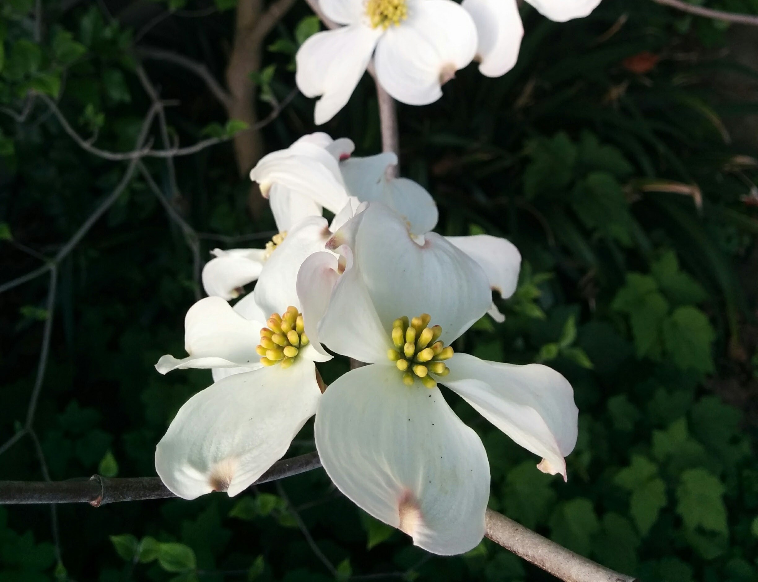 D is for Dogwood