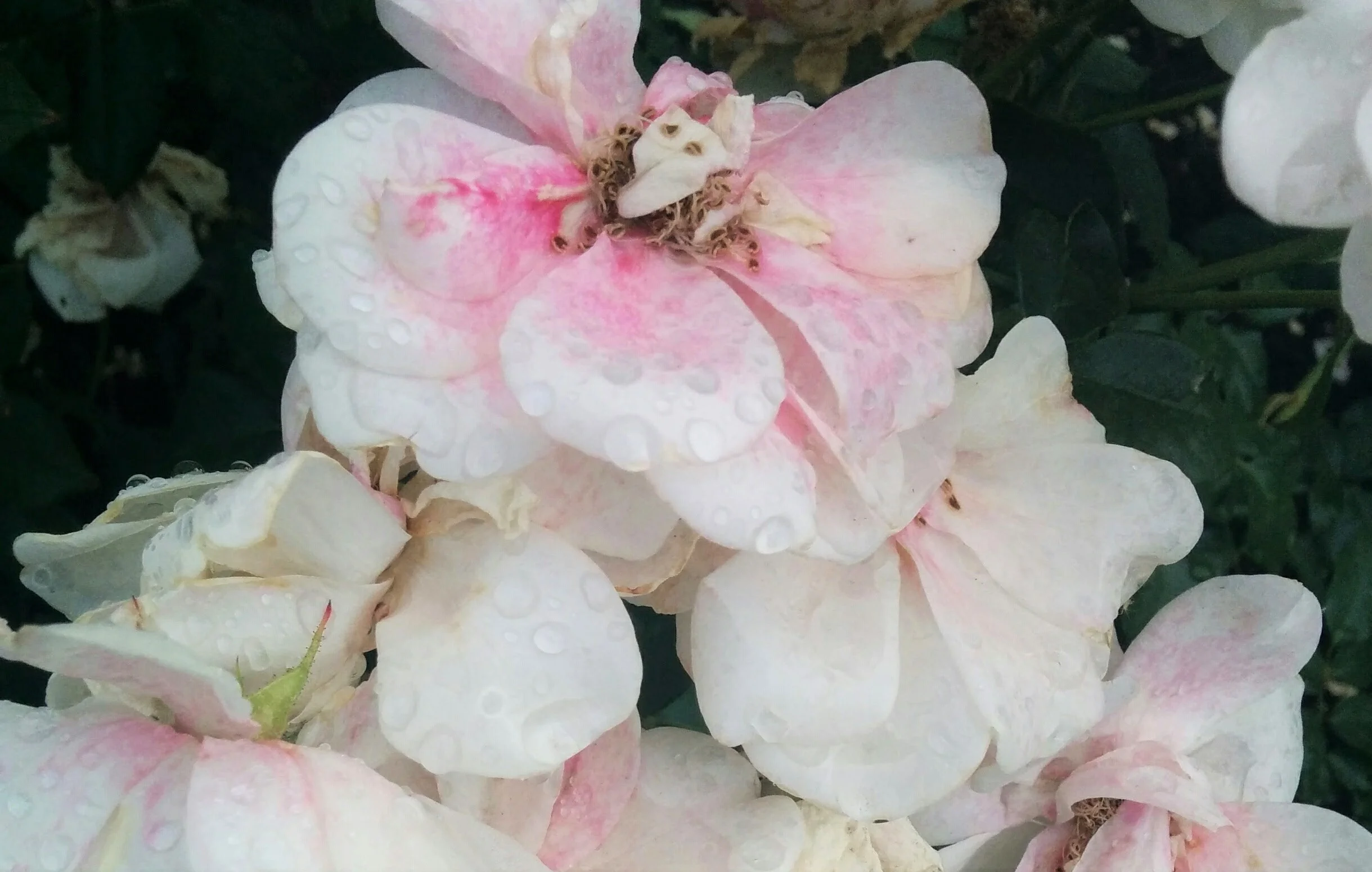 R is for Rose