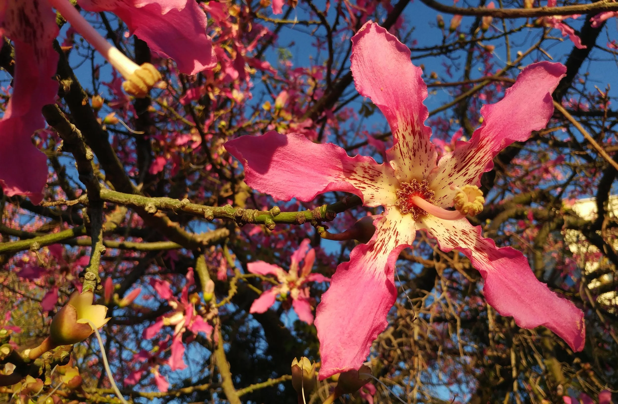 S is for Silk Floss Tree