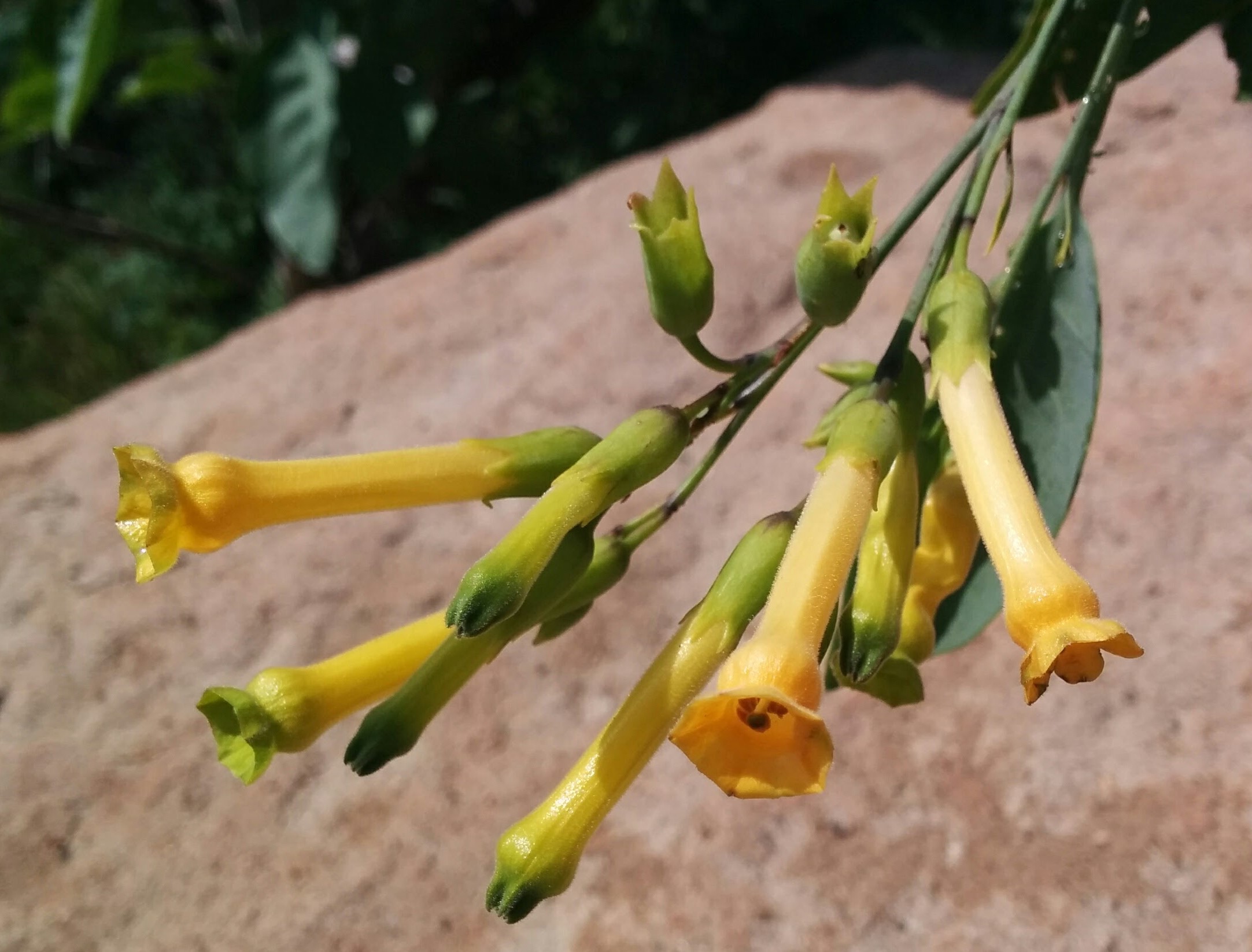 T is for Trumpet Honeysuckle