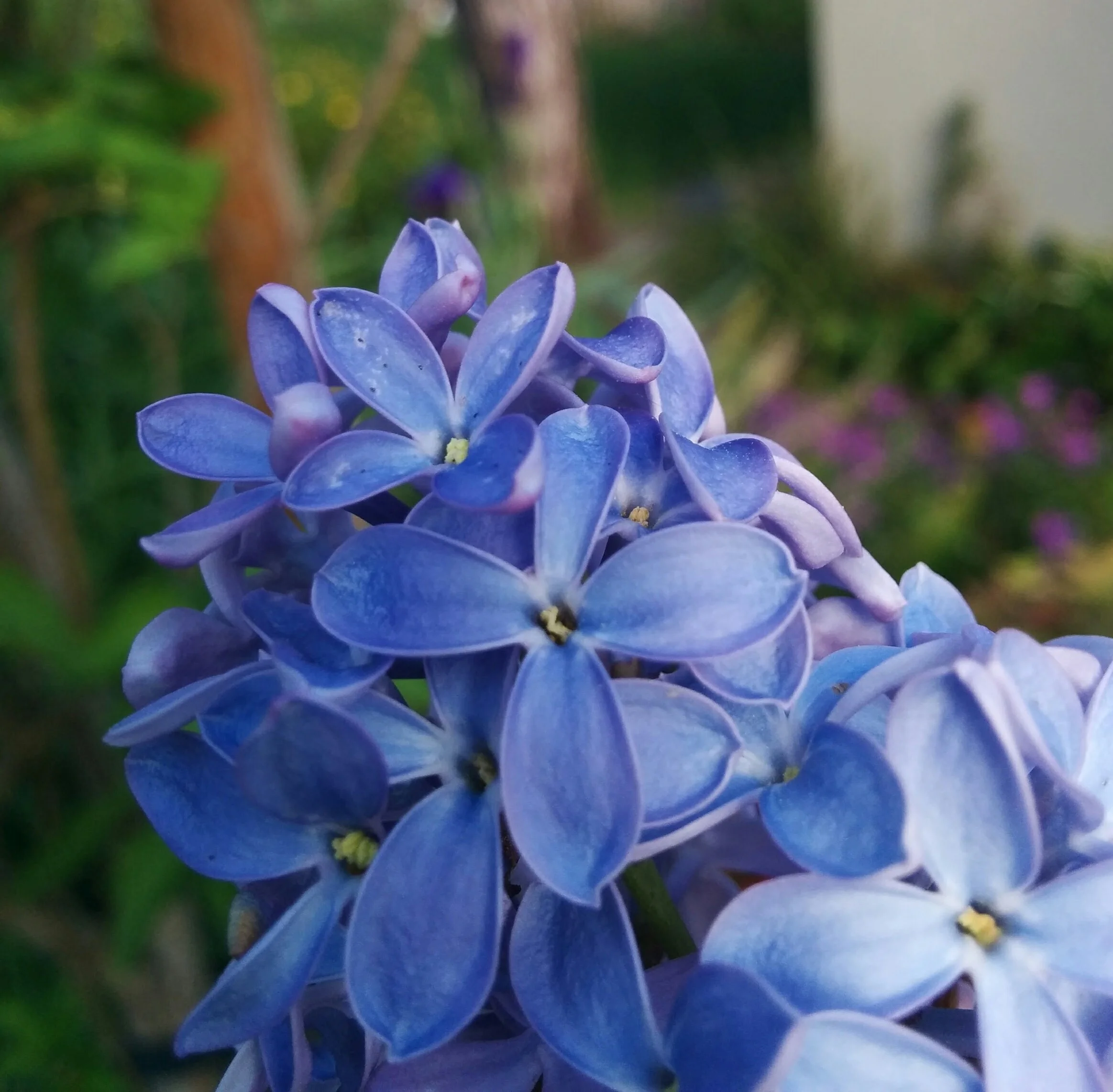 L is for Lilac