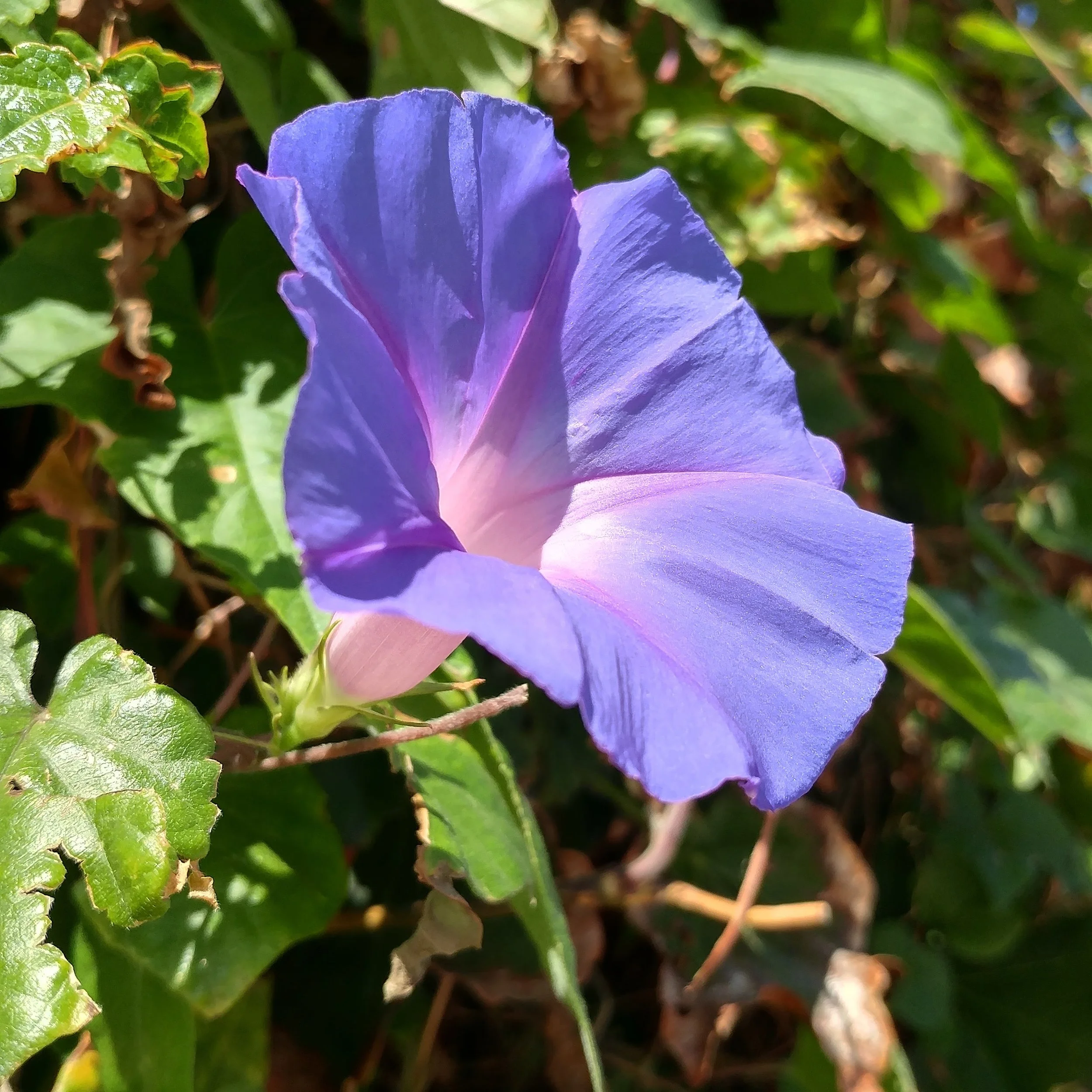 M is for Morning Glory